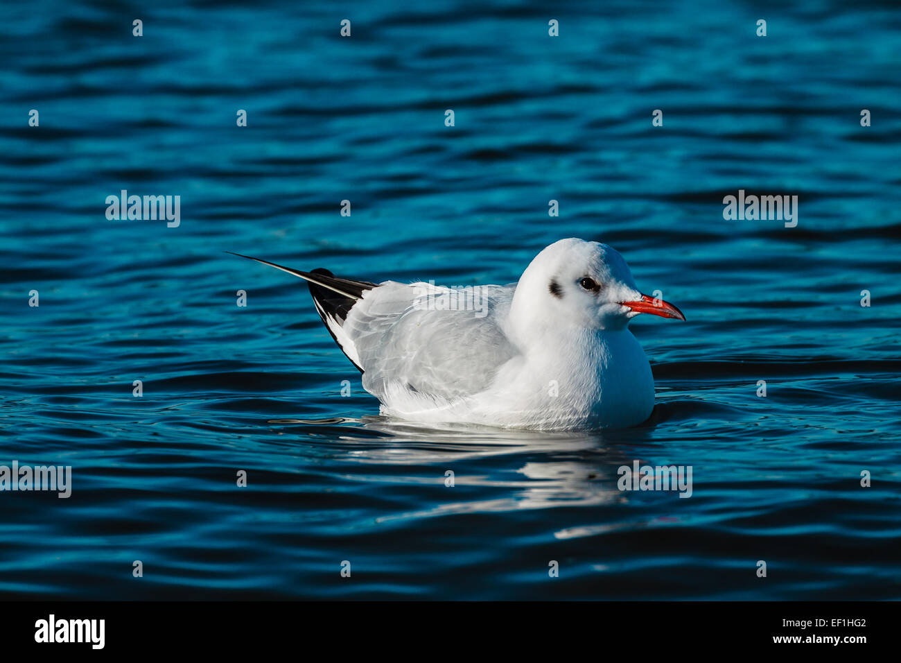 Eine Möwe im Wasser schwimmen Stockfoto