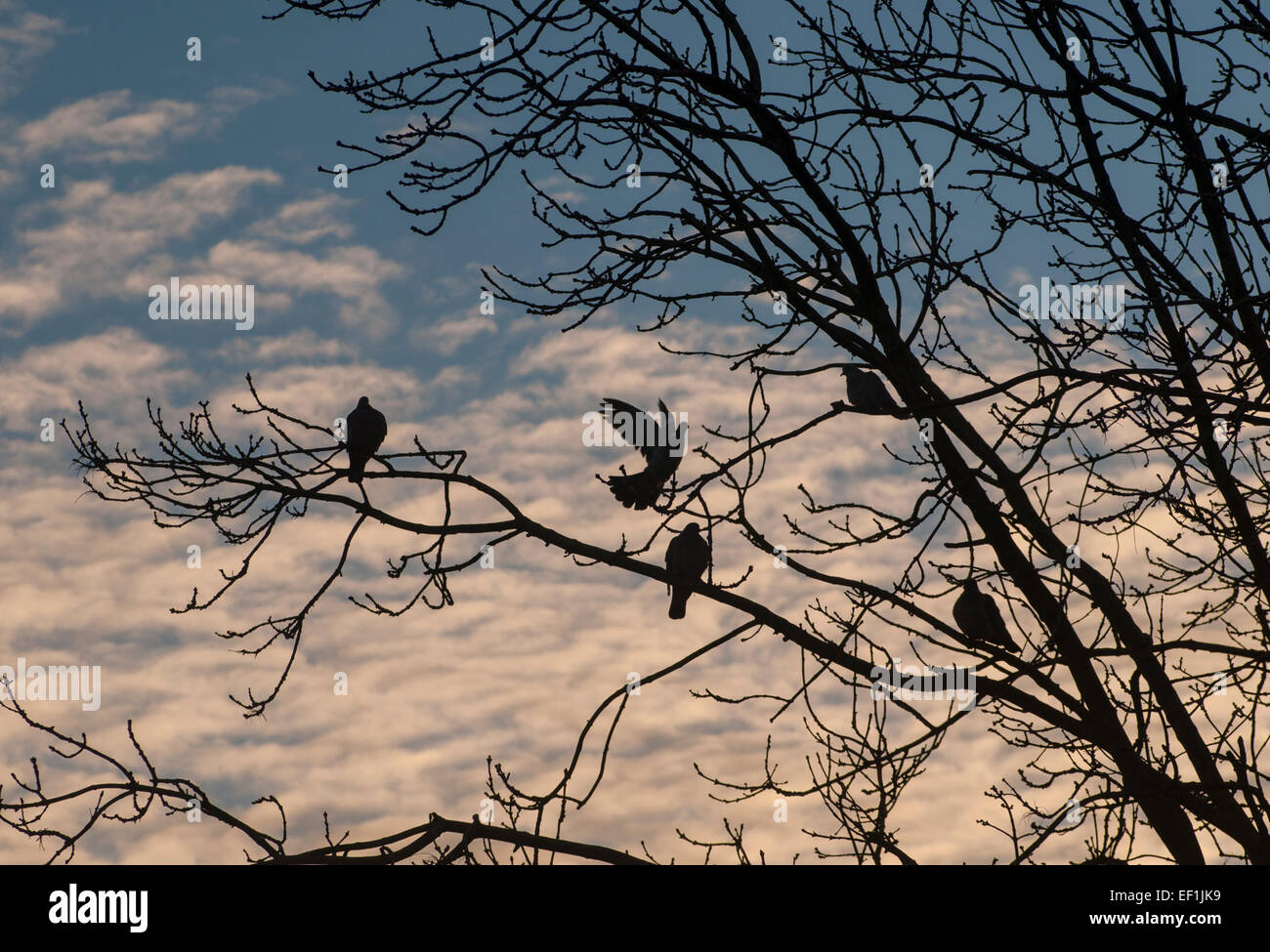 Heathfield, East Sussex, Großbritannien. Januar 2015. Britische Wetterlage: Ein strahlender, knackiger Start mit Zirruswolken bei Sonnenaufgang. In den Ästen brüteten Vögel Stockfoto