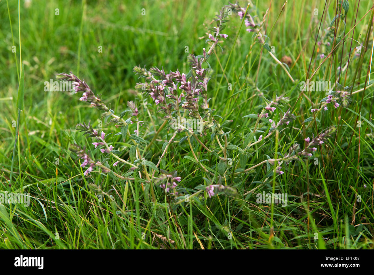 Rote Bartsia, Odontites Vernus, blühende Pflanze auf alte Weide, Berkshire, Juli Stockfoto