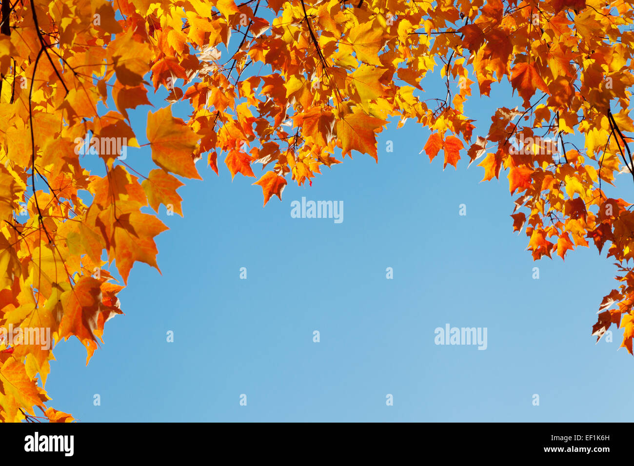 Herbstlaub am blauen Himmel, Rahmen Stockfoto