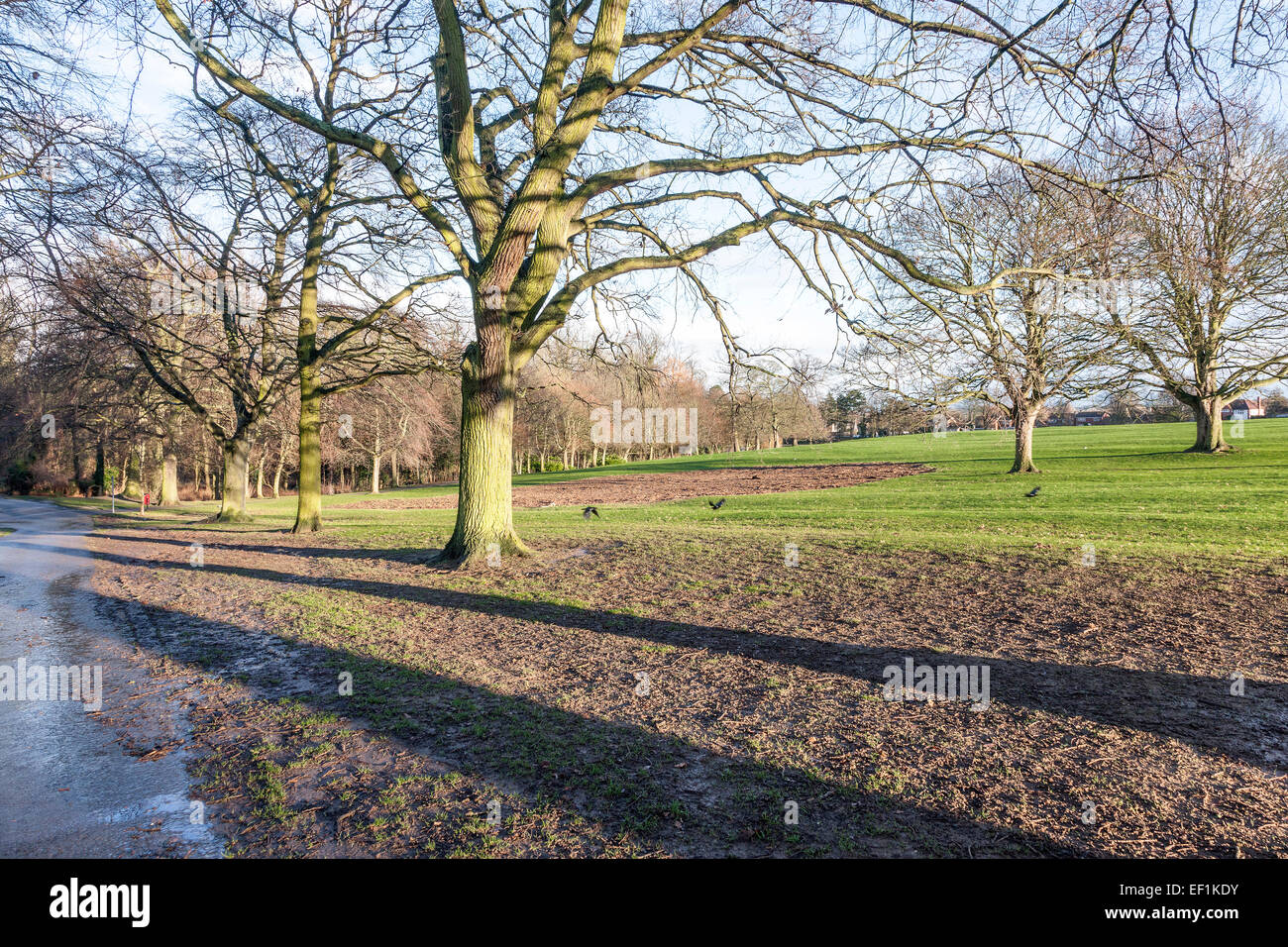 Tiefstehende Sonne Schatten von den Bäumen in Abington Park, Northampton an einem Winter-Nachmittag. Stockfoto