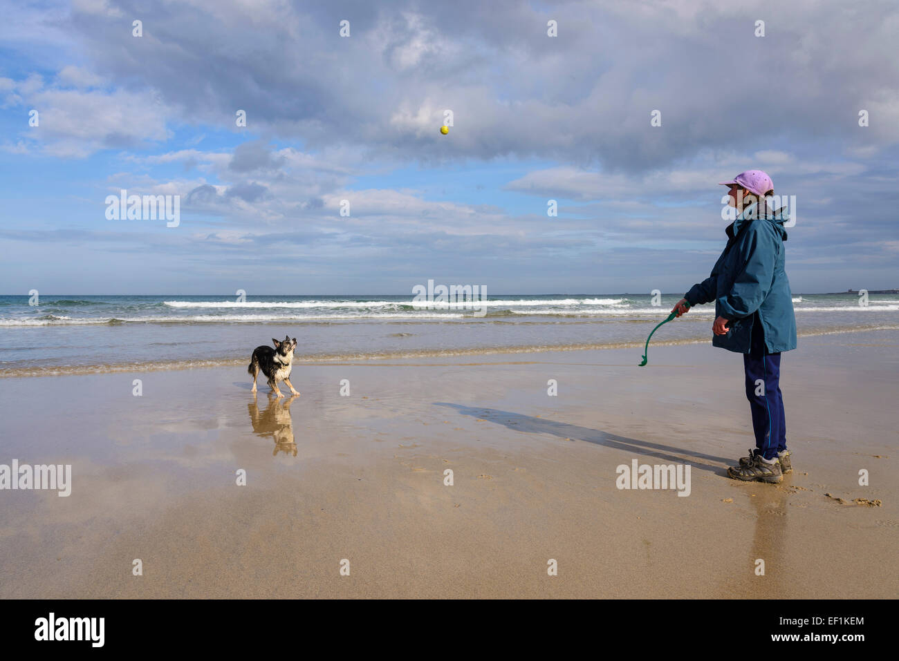 Frau und Border Collie Hund Ballspiele am Strand von Bamburgh, Northumberland, England Stockfoto