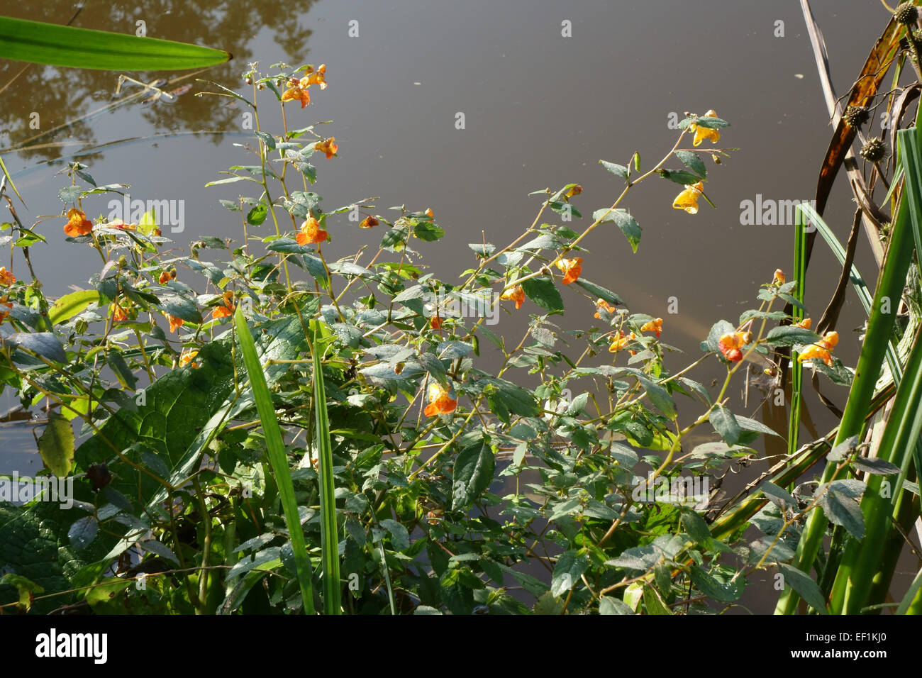 Gemeinsame Springkraut oder orange Springkraut, Impatiens Capensis, blühen an den Ufern des Kennet & Avon Canal, Kintbury, Berkshire, Stockfoto