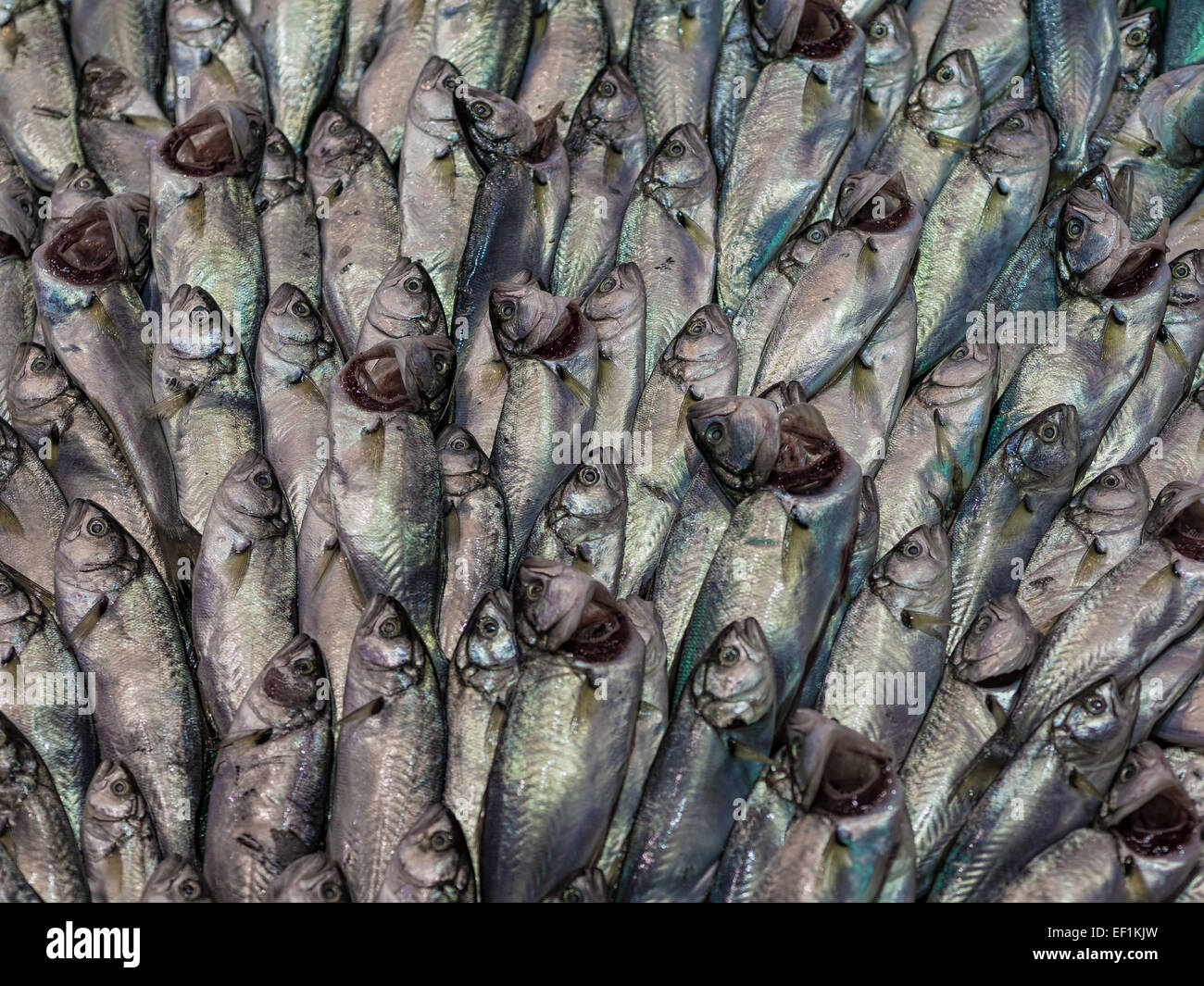 Fische auf einem Markt in Istanbul (Türkei) Stockfoto