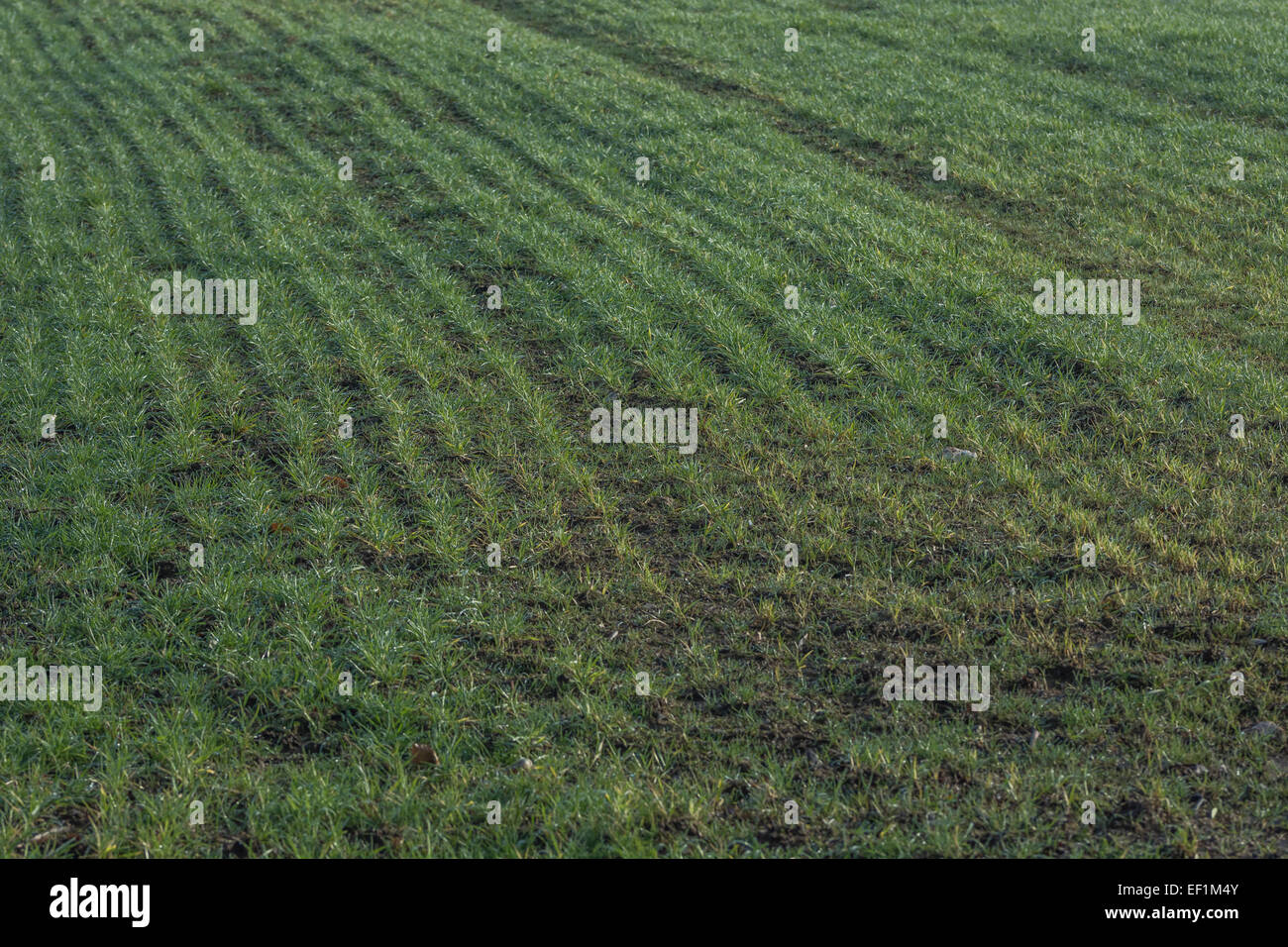 Winterweizensprossen an einem kalten Wintermorgen. Metapher für Ernährungssicherheit / Anbau von Lebensmitteln, Feldfrucht Muster. Stockfoto