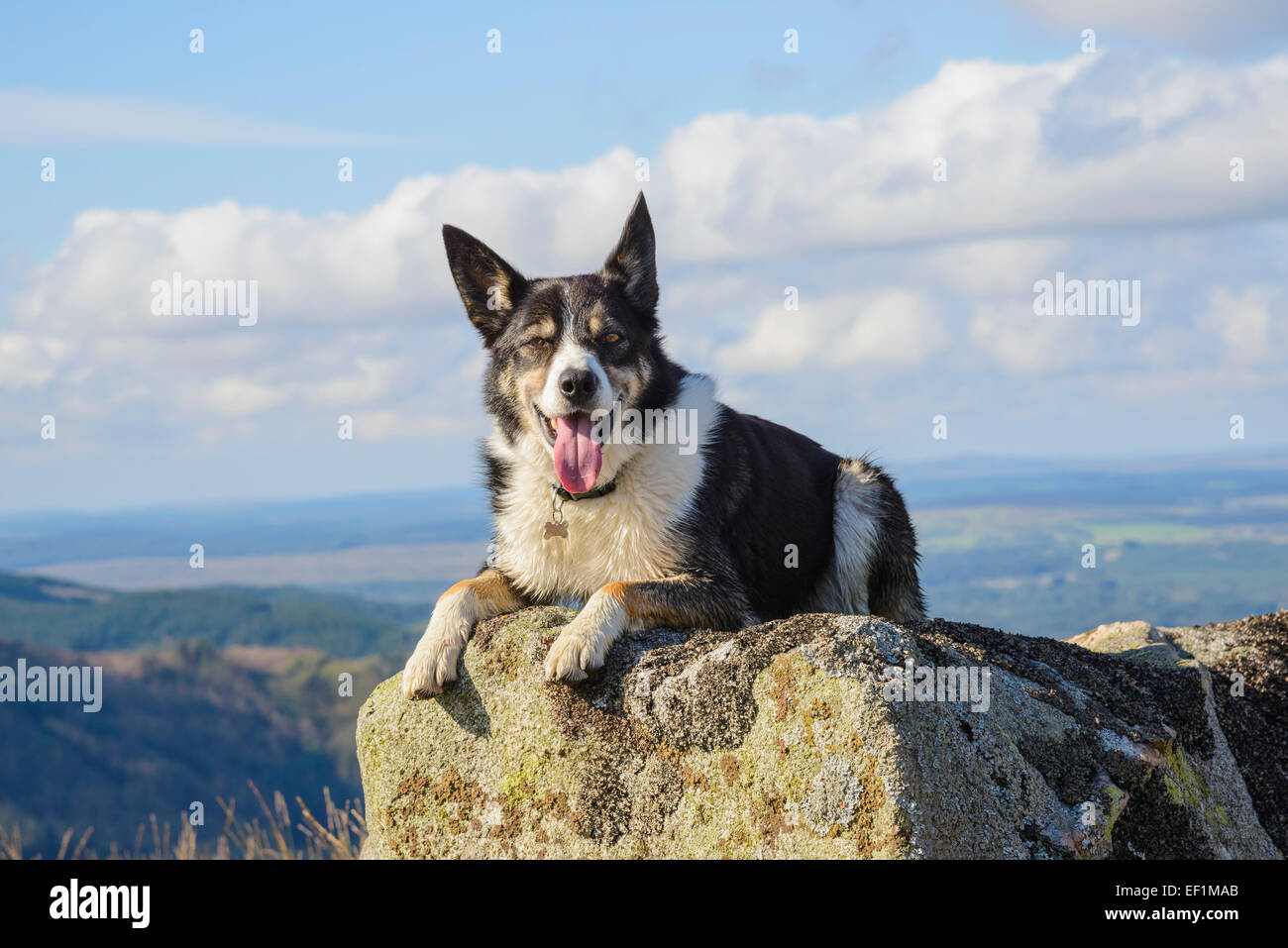 Border-Collie Hund saß auf einem Felsen Stockfoto