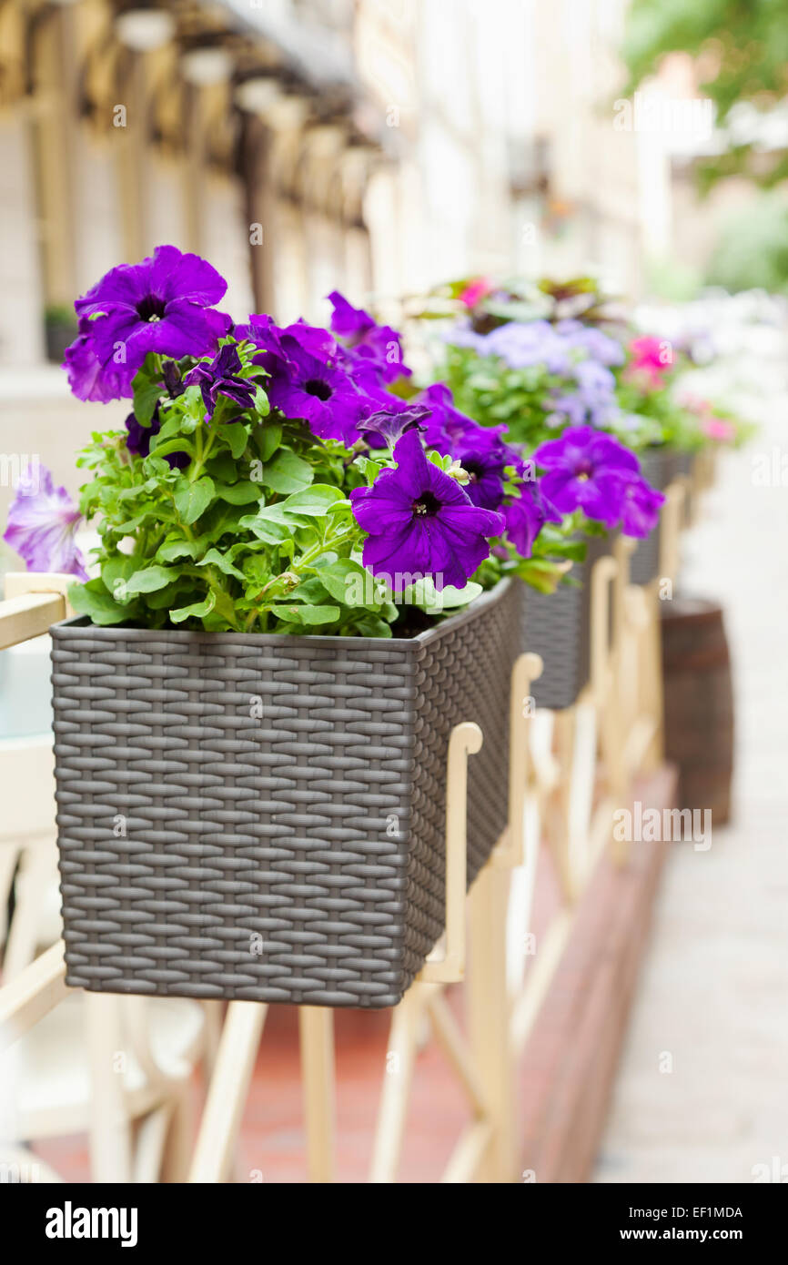 Blumentopf mit Blumen im Café im freien Stockfoto