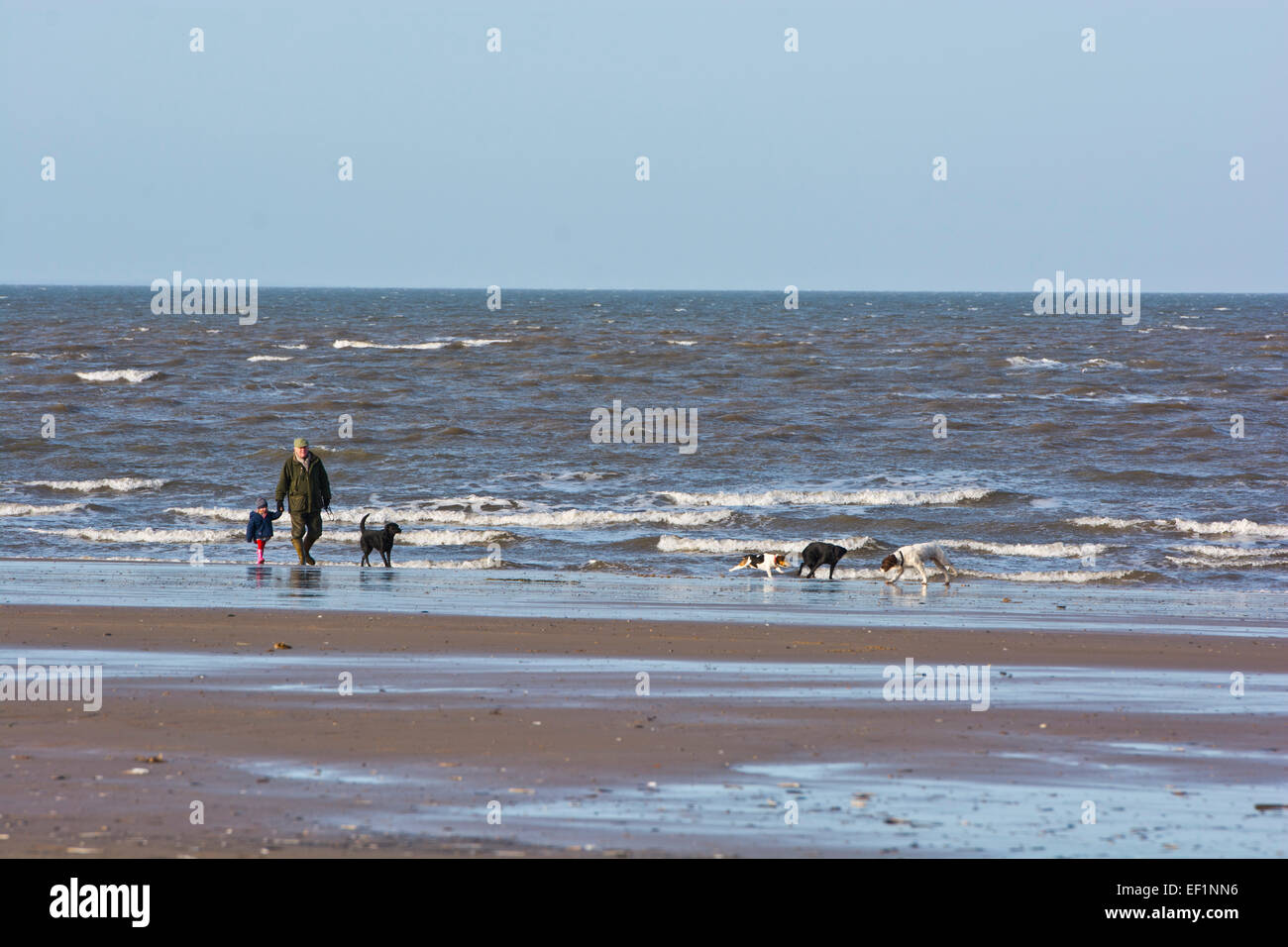 Grossvater Enkelin Strand gehen Hunde Kleinkind Stockfoto