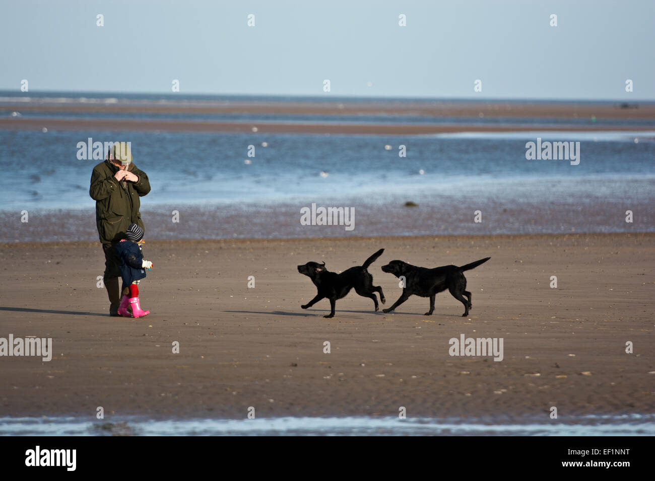 Großvater mit Enkelin kleine Kleinkind und Hunde am Strand Stockfoto