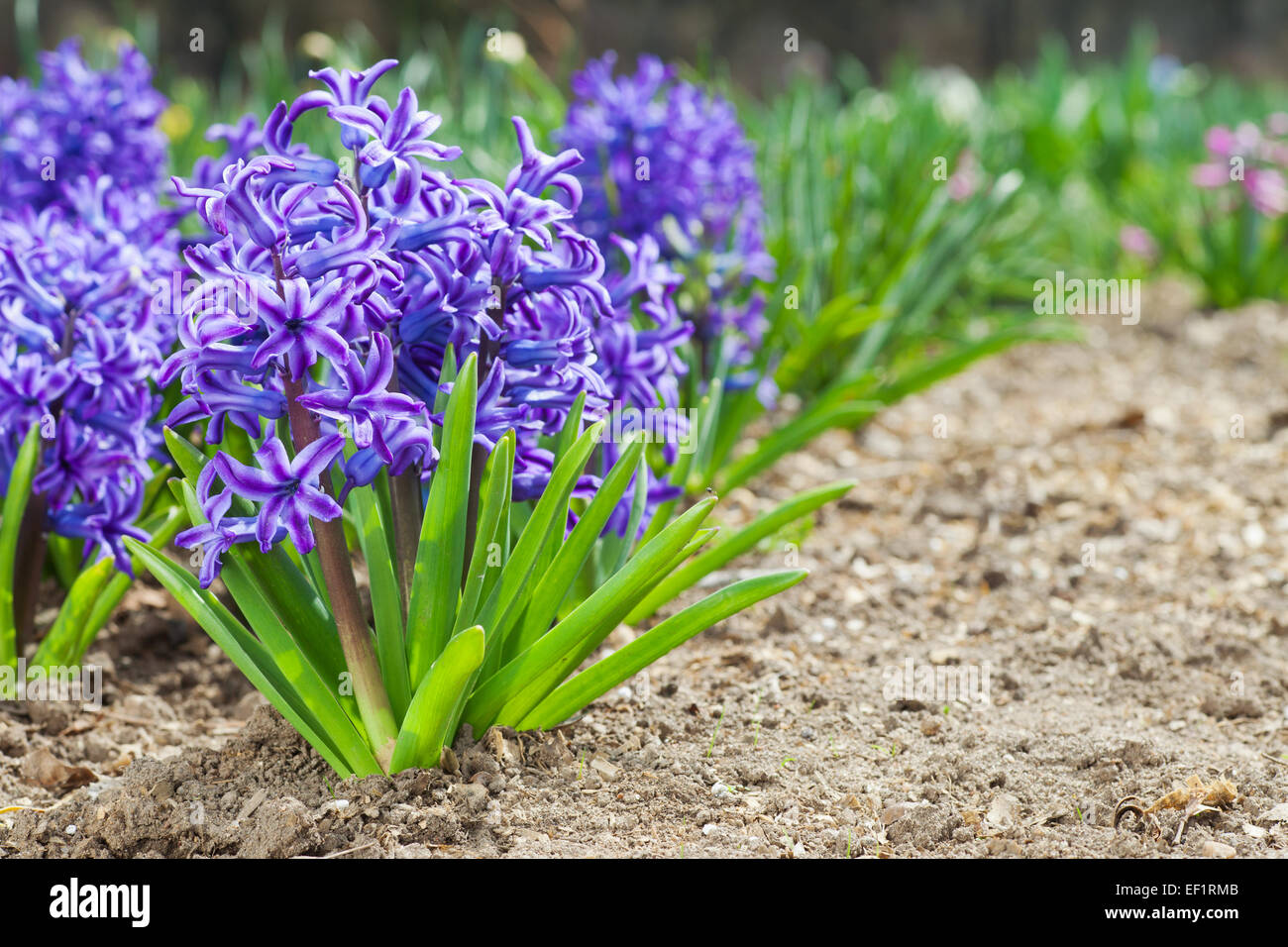 Violetten Hyazinthen im Blumenbeet Stockfoto