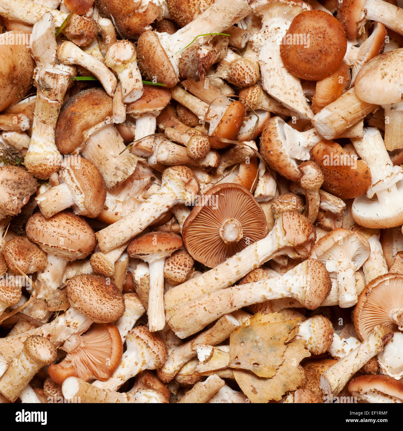Pilze Honig Champignons (Armillaria Mellea) Hintergrund Stockfoto