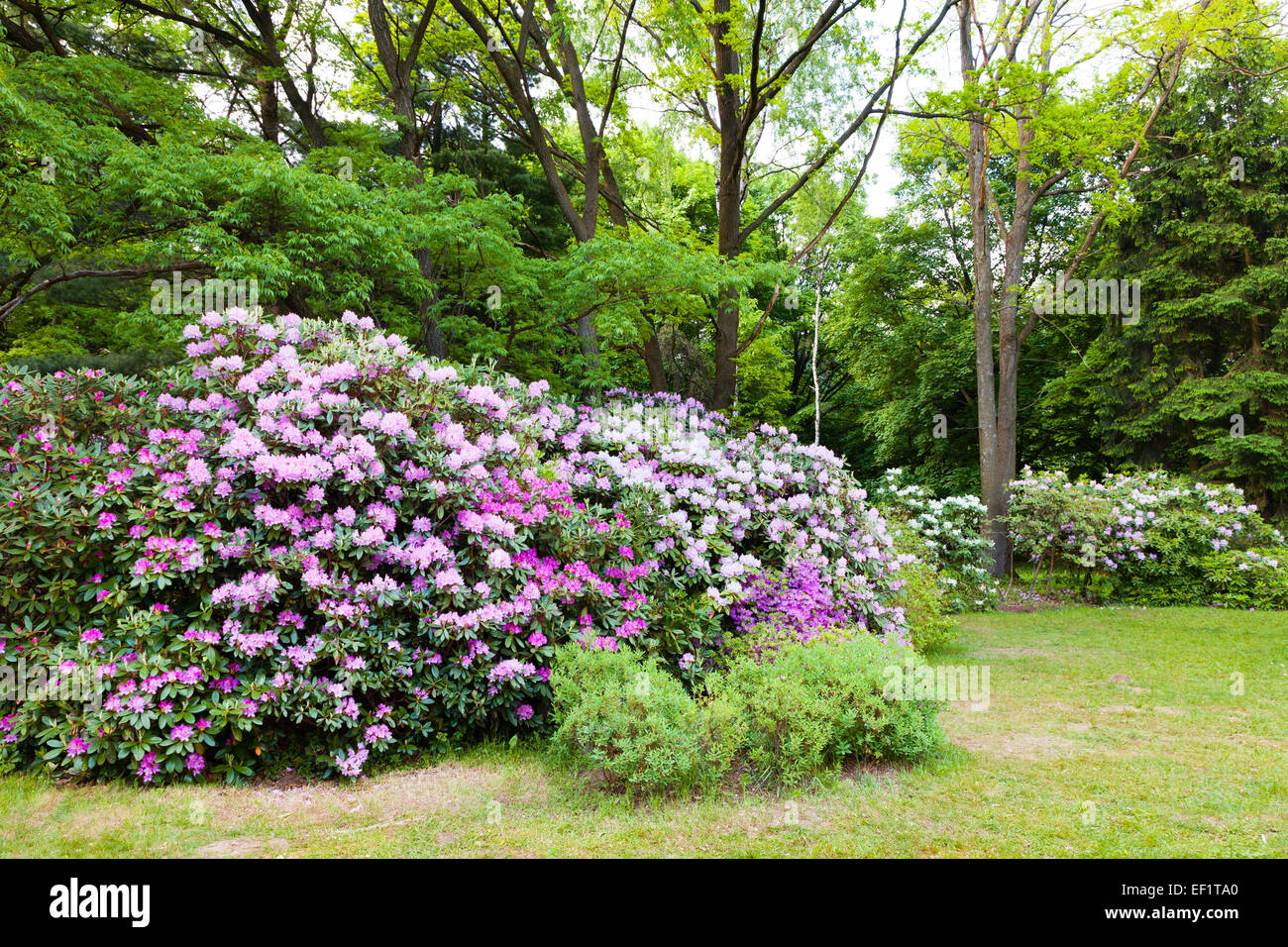 Rosa Rhododendron-Büsche im Sommergarten Stockfotografie - Alamy