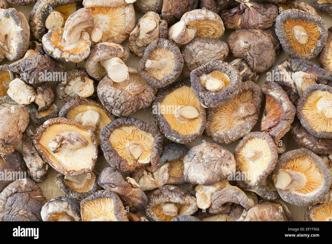 Shiitake Pilz-Hintergrund Stockfoto