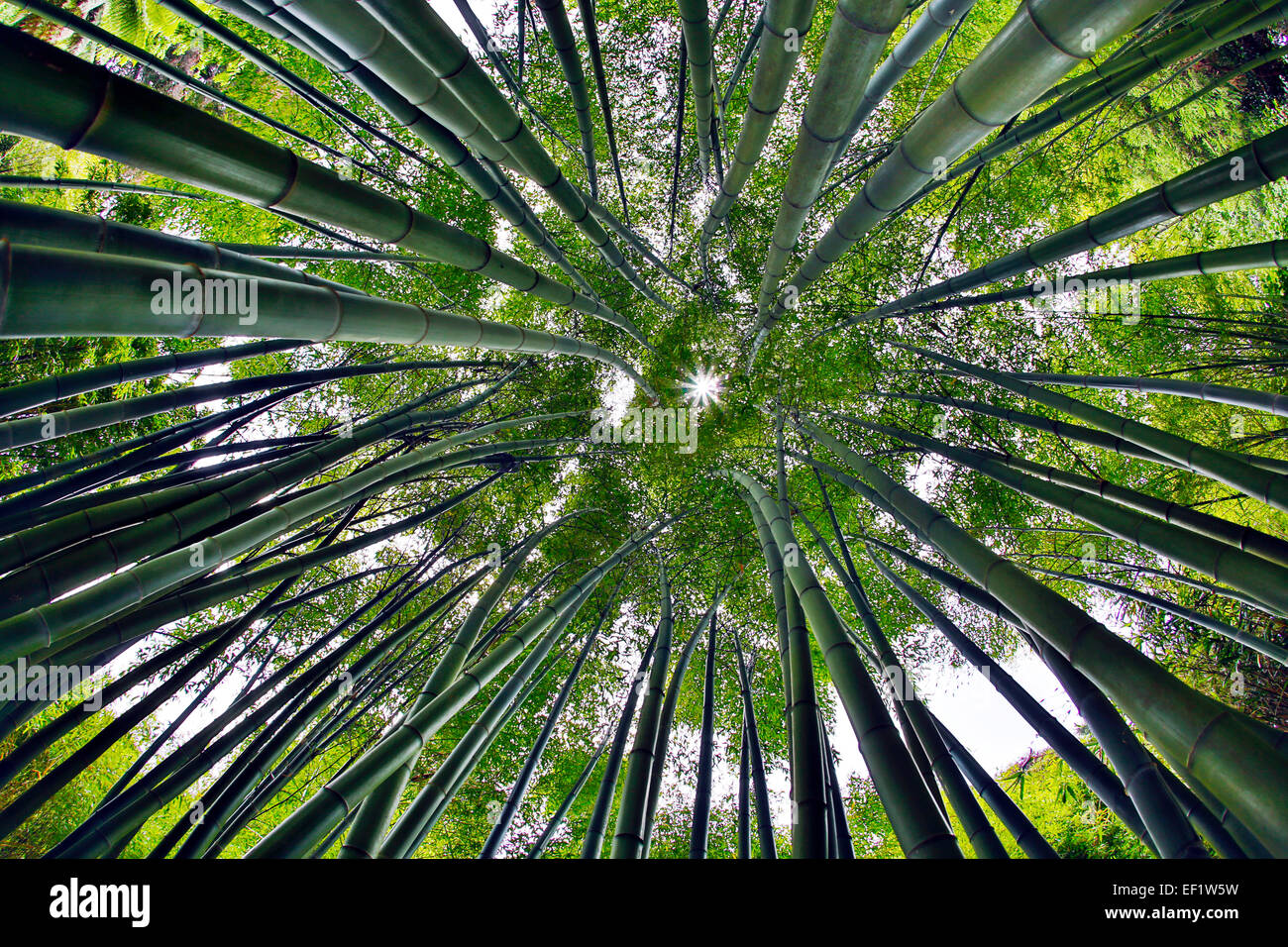 Bambus-Stiele Trebah Garden Cornwall; UK Stockfoto