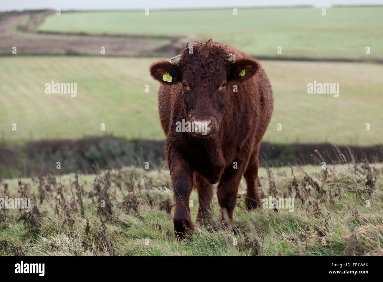 Ruby Red Devon Kuh Tregirls Farm Cornwall; UK Stockfoto