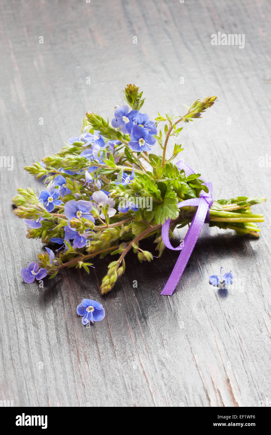 kleinen Blumenstrauß Veronica Gamander, Kräutermedizin Stockfoto