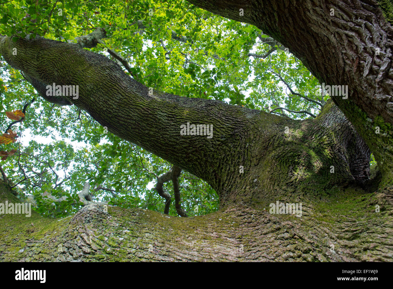 Tregoniggie Tree Trunk Wald Falmouth Cornwall; UK Stockfoto