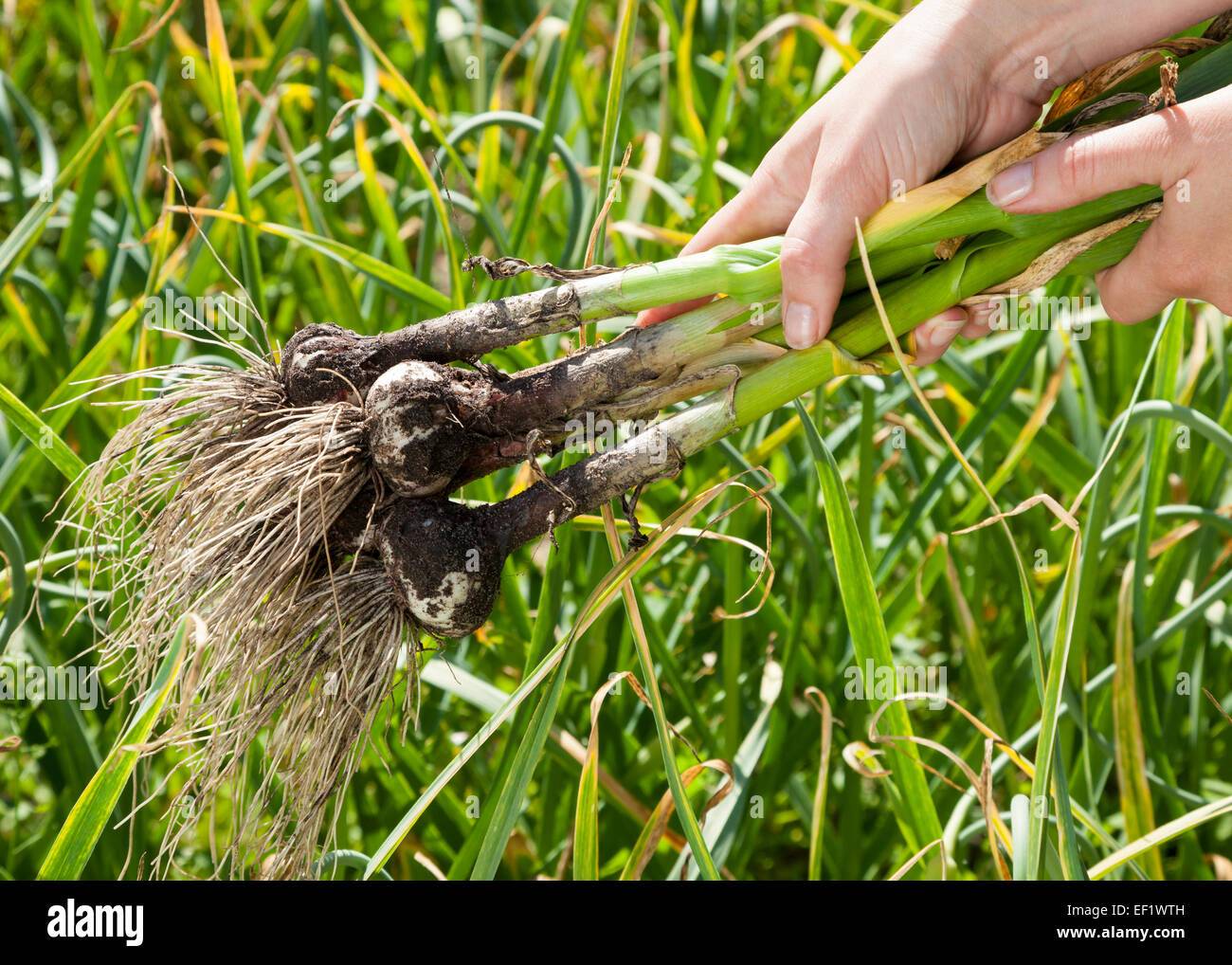 Frau mit junger Knoblauch in Händen im freien Stockfoto