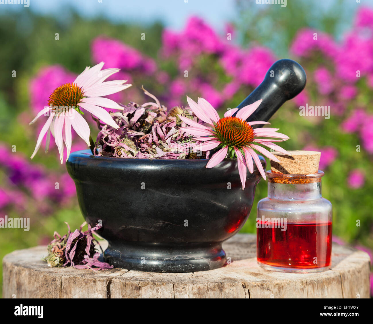 Mörtel mit Sonnenhut und Fläschchen mit ätherischen Ölen im Garten, pflanzliche Medizin Stockfoto