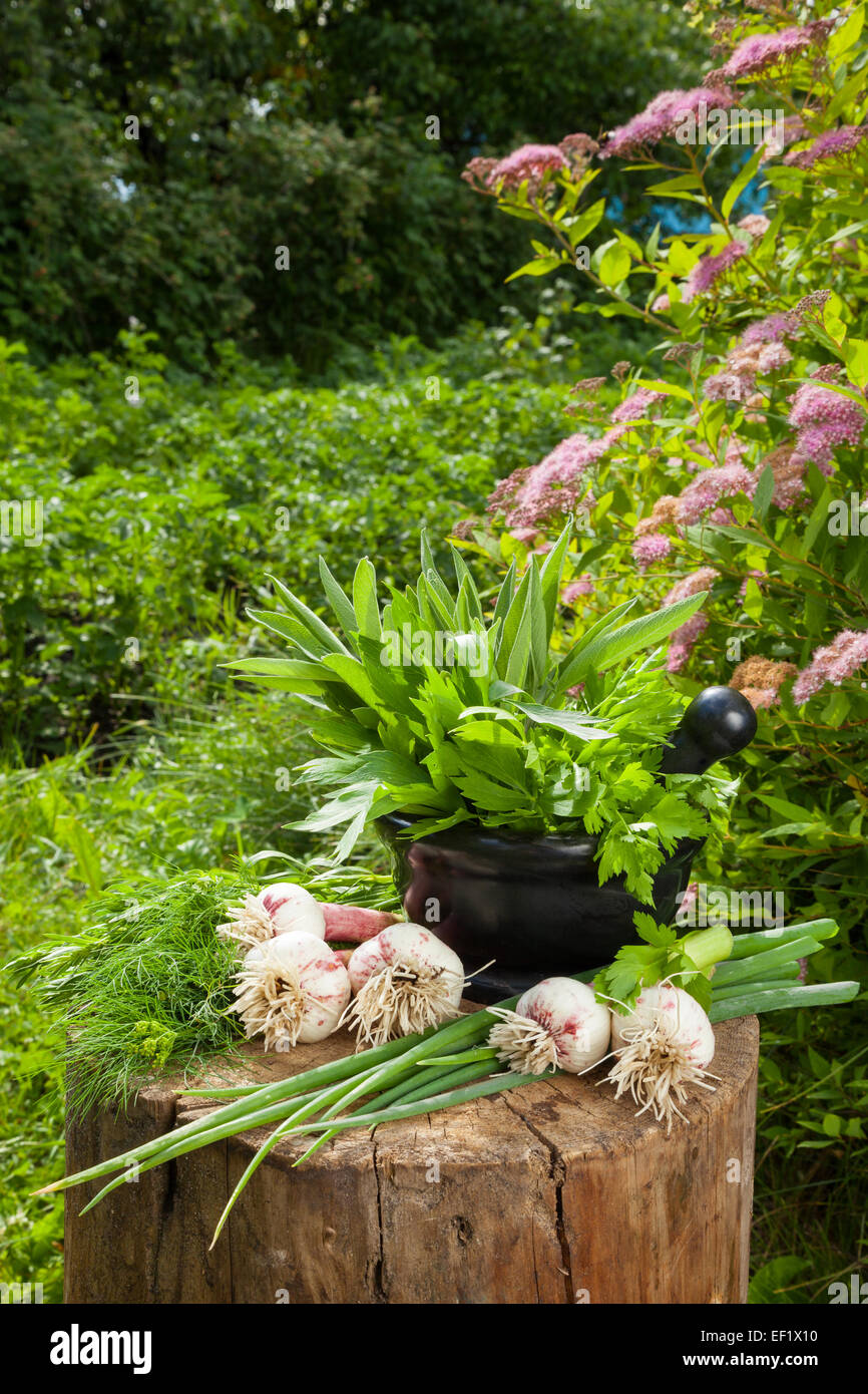 frisches Aroma Kräuter und den Knoblauch auf hölzernen stumpf im Sommergarten Stockfoto