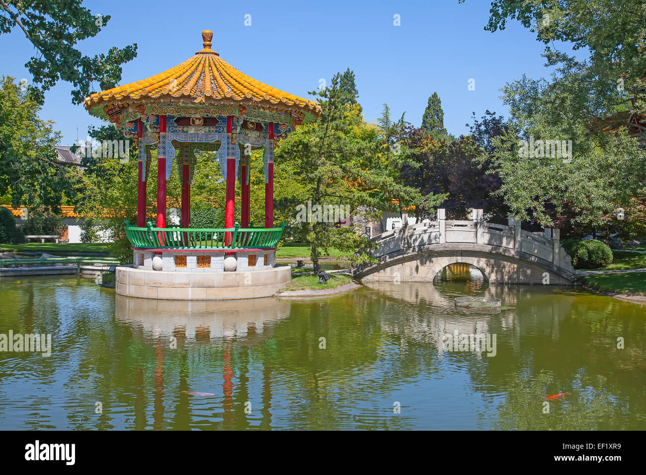 Goldener peking bambus Fotos und Bildmaterial in hoher Auflösung Alamy