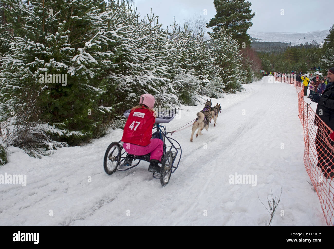Der Abgang ist für dieses Wettbewerbers Aviemore Sled Dog Wettbewerb jedes Jahr im Januar in Sicht.  SCO 9430. Stockfoto