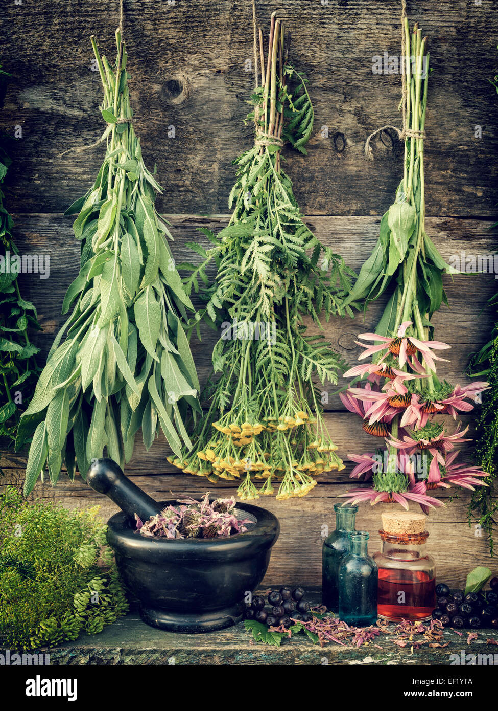 heilende Kräuter, Kräuterheilkunde, stilisierte Retro Foto Stockfoto