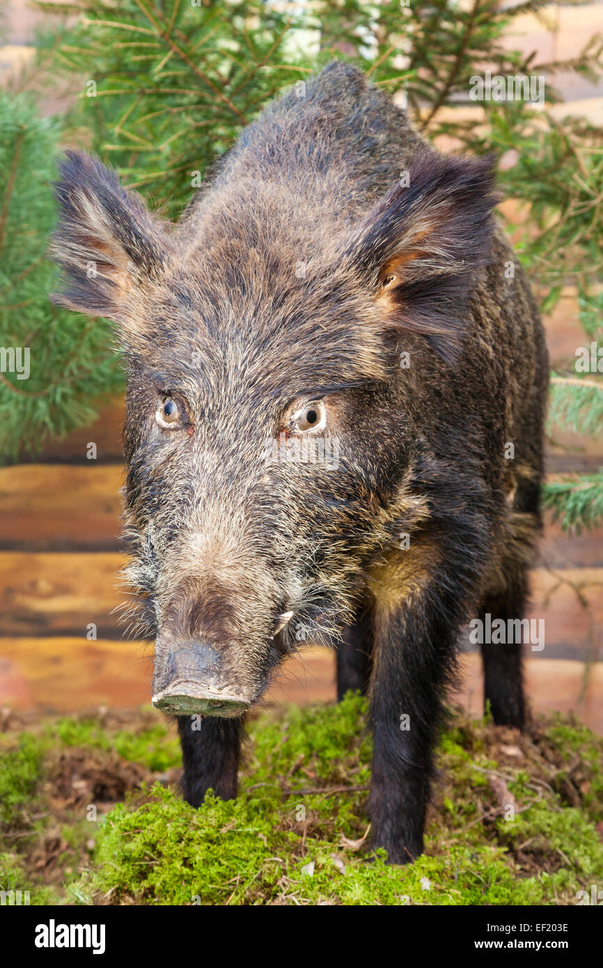 ausgestopften Wildschwein, Präparatoren Stockfoto