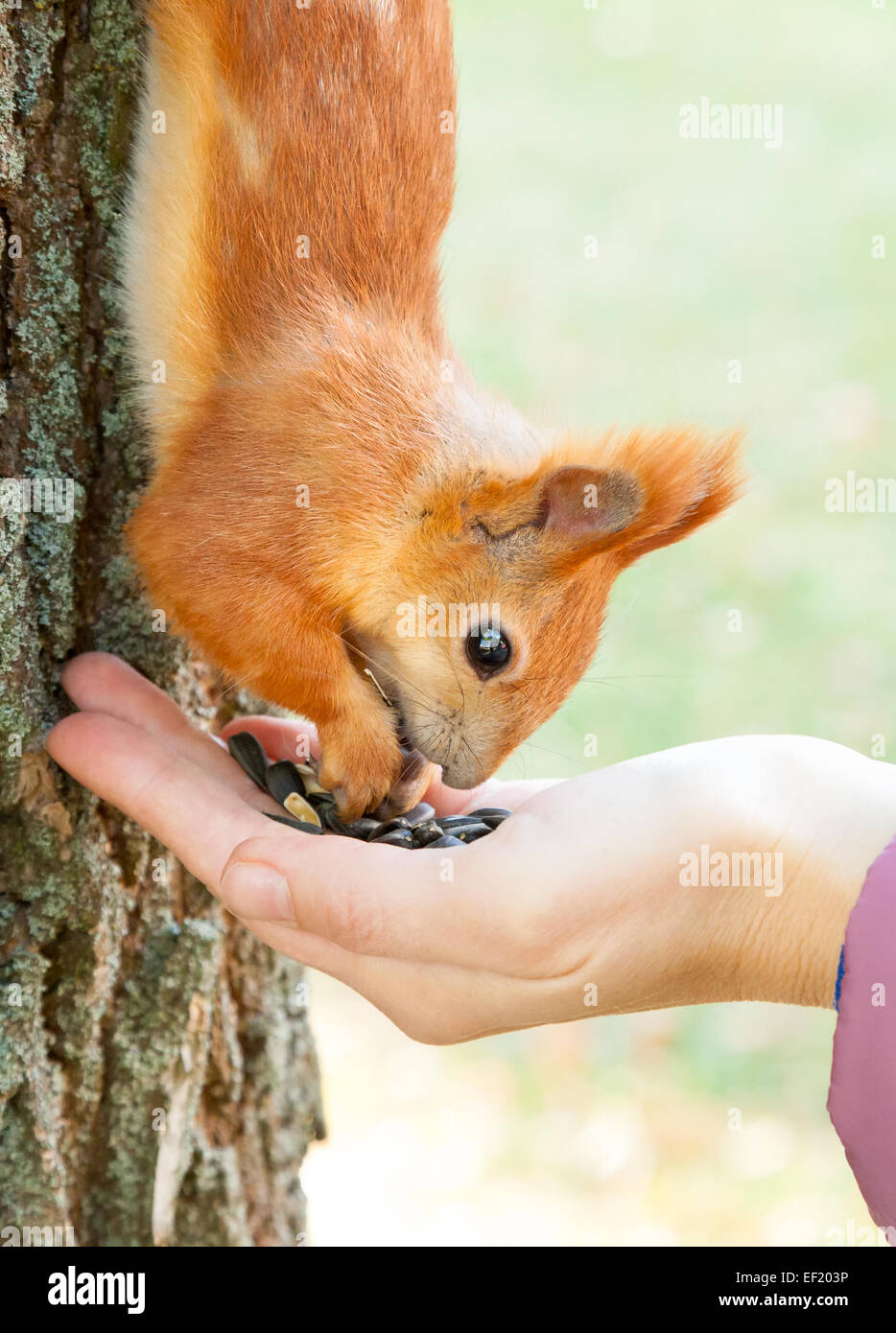 Wilde rote europäischen Eichhörnchen Essen von hand Stockfoto