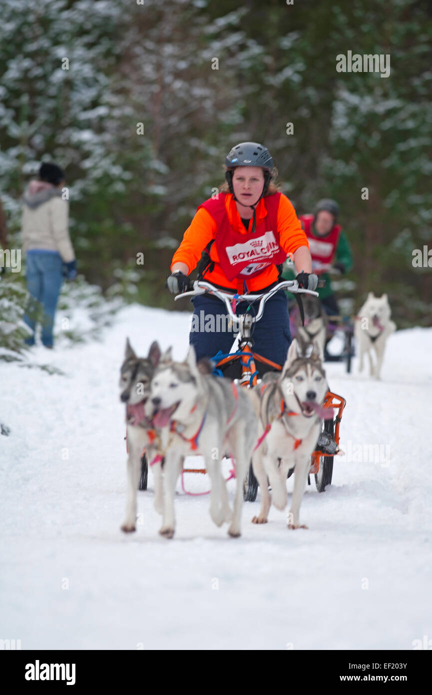 Der Siberian Husky-Hundeschlitten-Rallye findet jedes Jahr im Januar in Glenmore Forest Aviemore, Schottland.  SCO 9438. Stockfoto