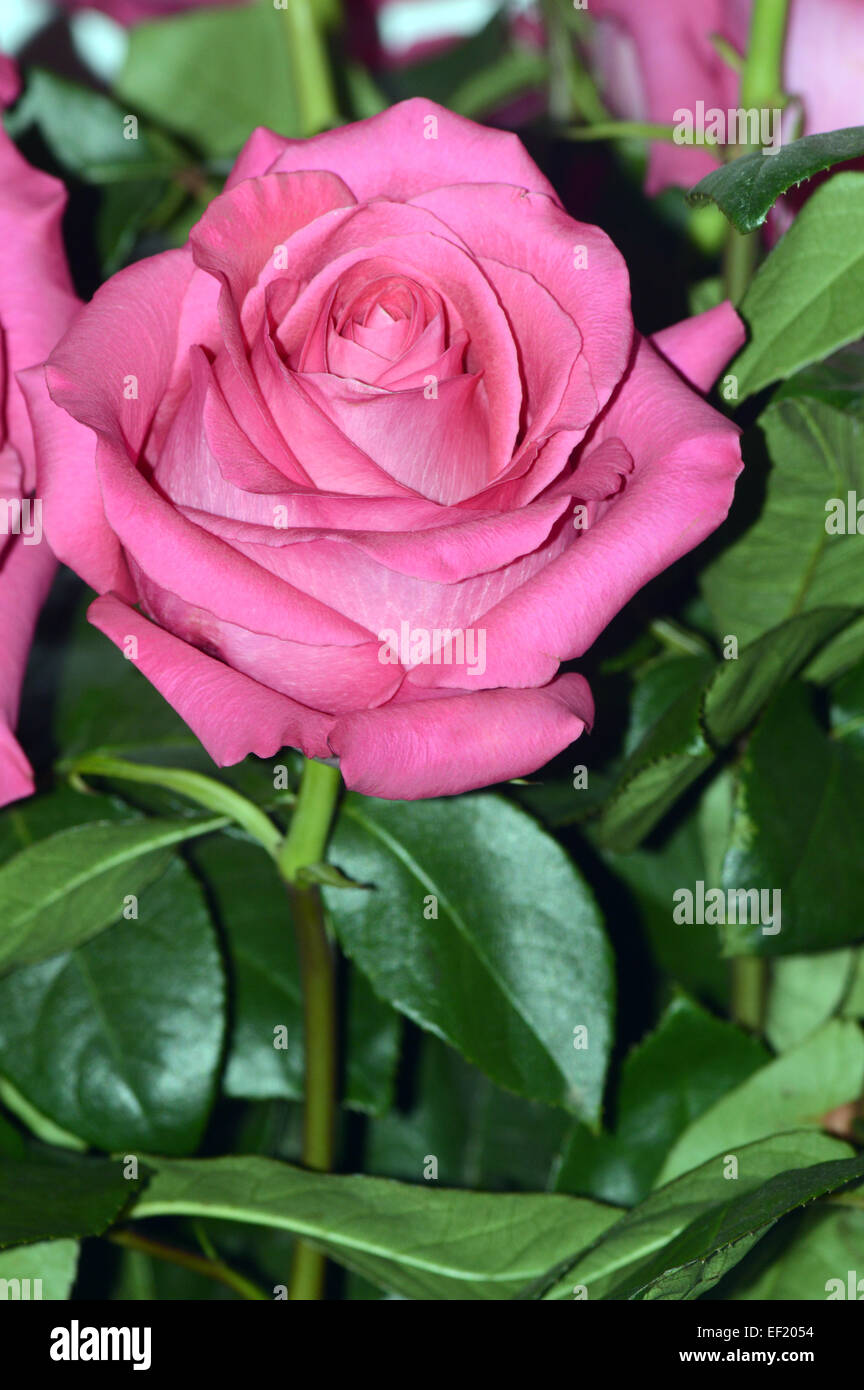 Rosa rose Pink Floyd Heady aroma Stockfoto