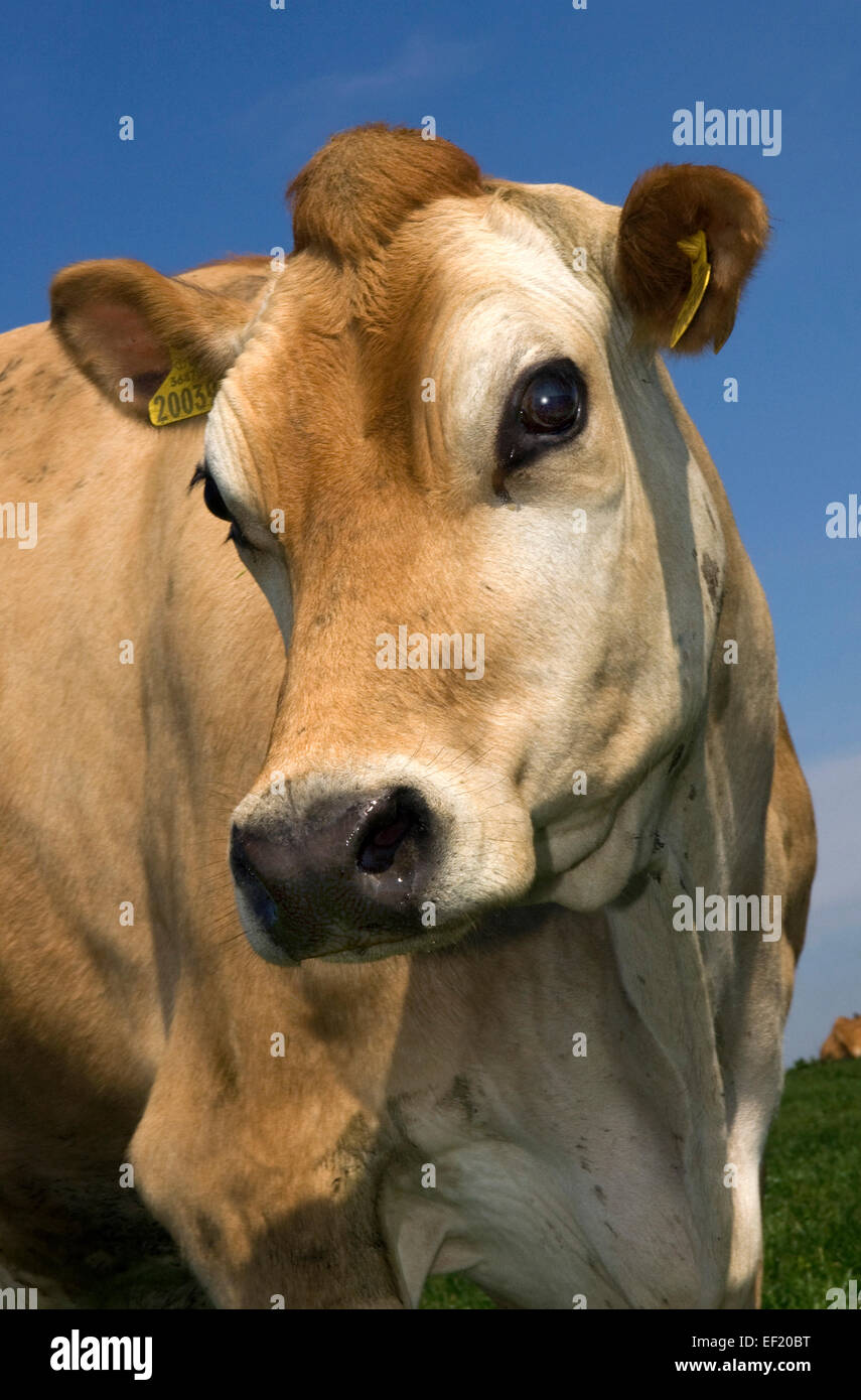 Jersey-Kuh auf einer Farm in Cornwall, verwendet für die Qualität ihrer  Milch für Milchprodukte, Sahne, Käse, Eis-cream.a-UK-Landwirtschaft  Stockfotografie - Alamy