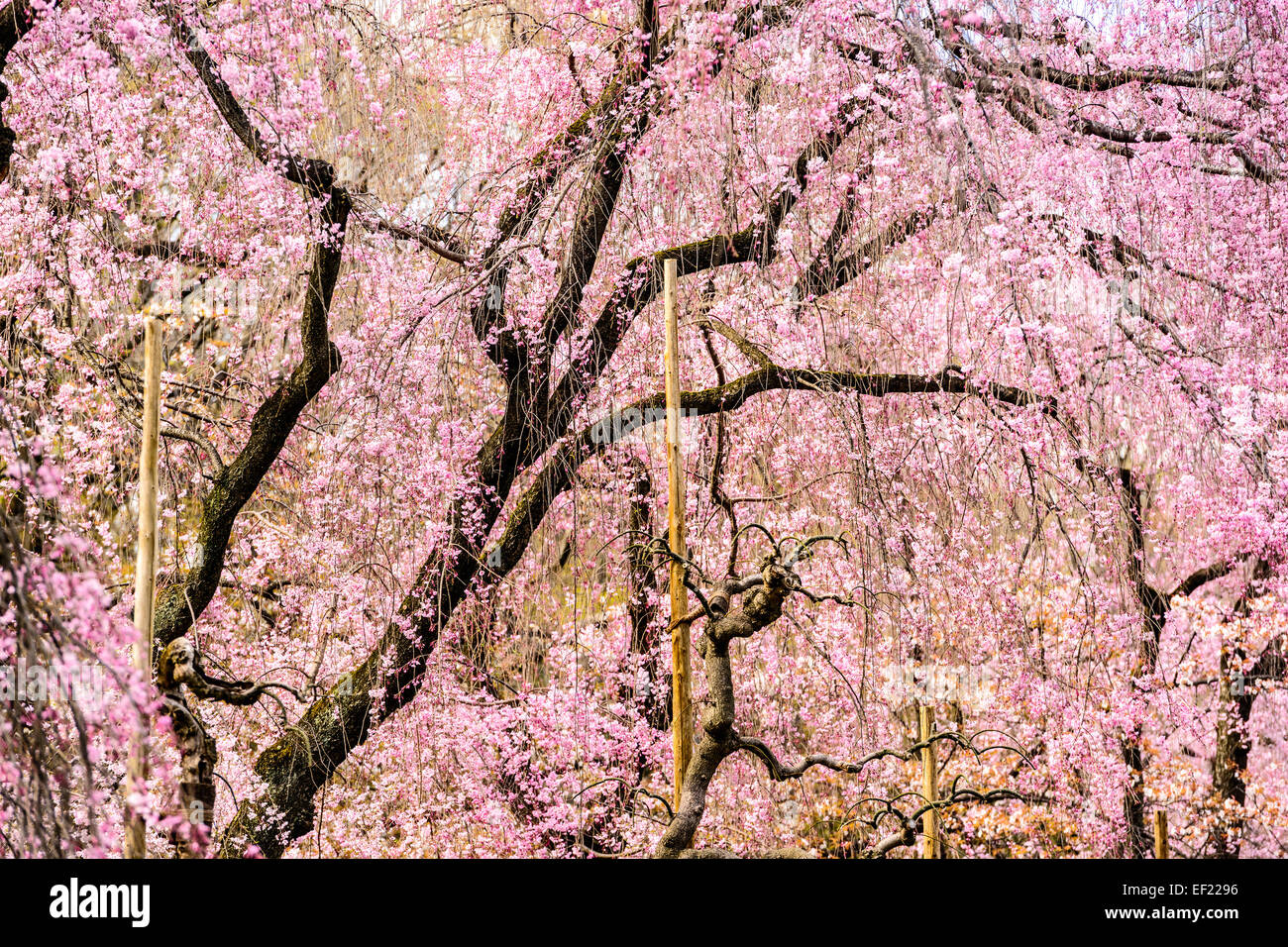 Kirschbäume in Kyoto, Japan. Stockfoto