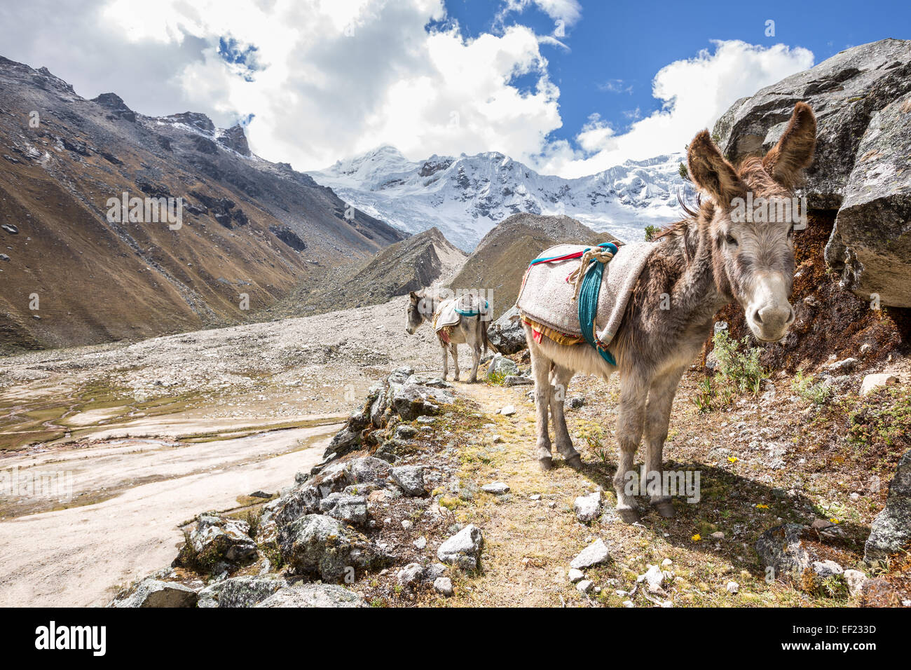 Esel im Ishinca Valley, Cordillera Blanca, Anden, Peru, Südamerika Stockfoto
