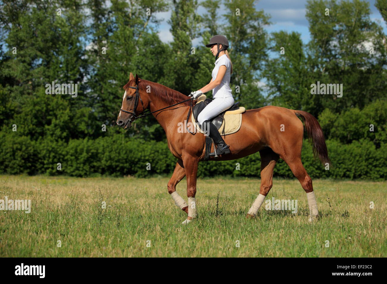 Reitstunden auf dem Gebiet Stockfoto