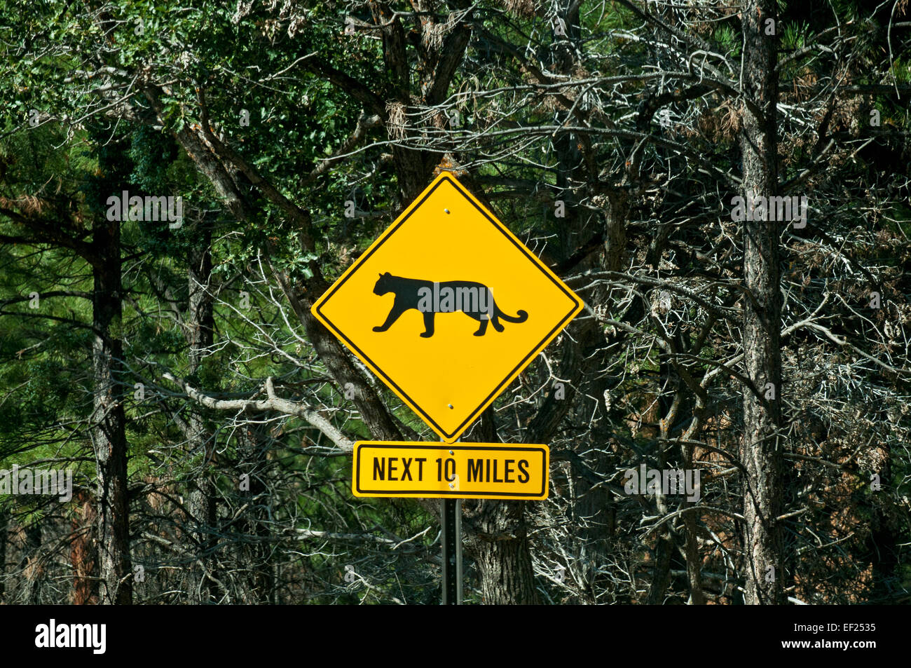 Schild mit Warnung vor Berglöwen in der Nähe des Grand Canyon National Park, Arizona, USA Stockfoto