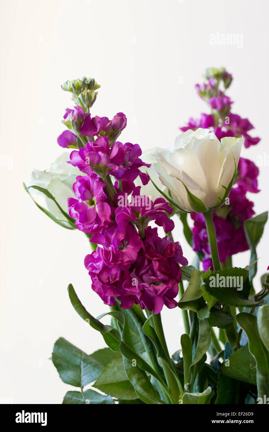 Brompton Stock - Matthiola incana und weiße Rosen vor weißem Hintergrund Stockfoto