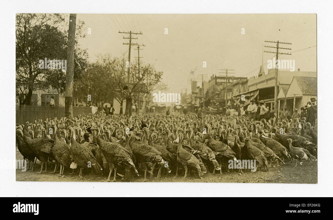 In Cuero, Texas, kann man Truthühner auf den Straßen beobachten und dabei das berühmte jährliche Truthahn-Event der Stadt hervorheben, bei dem die lokale Tradition und der Gemeinschaftsgeist gefeiert werden. Stockfoto