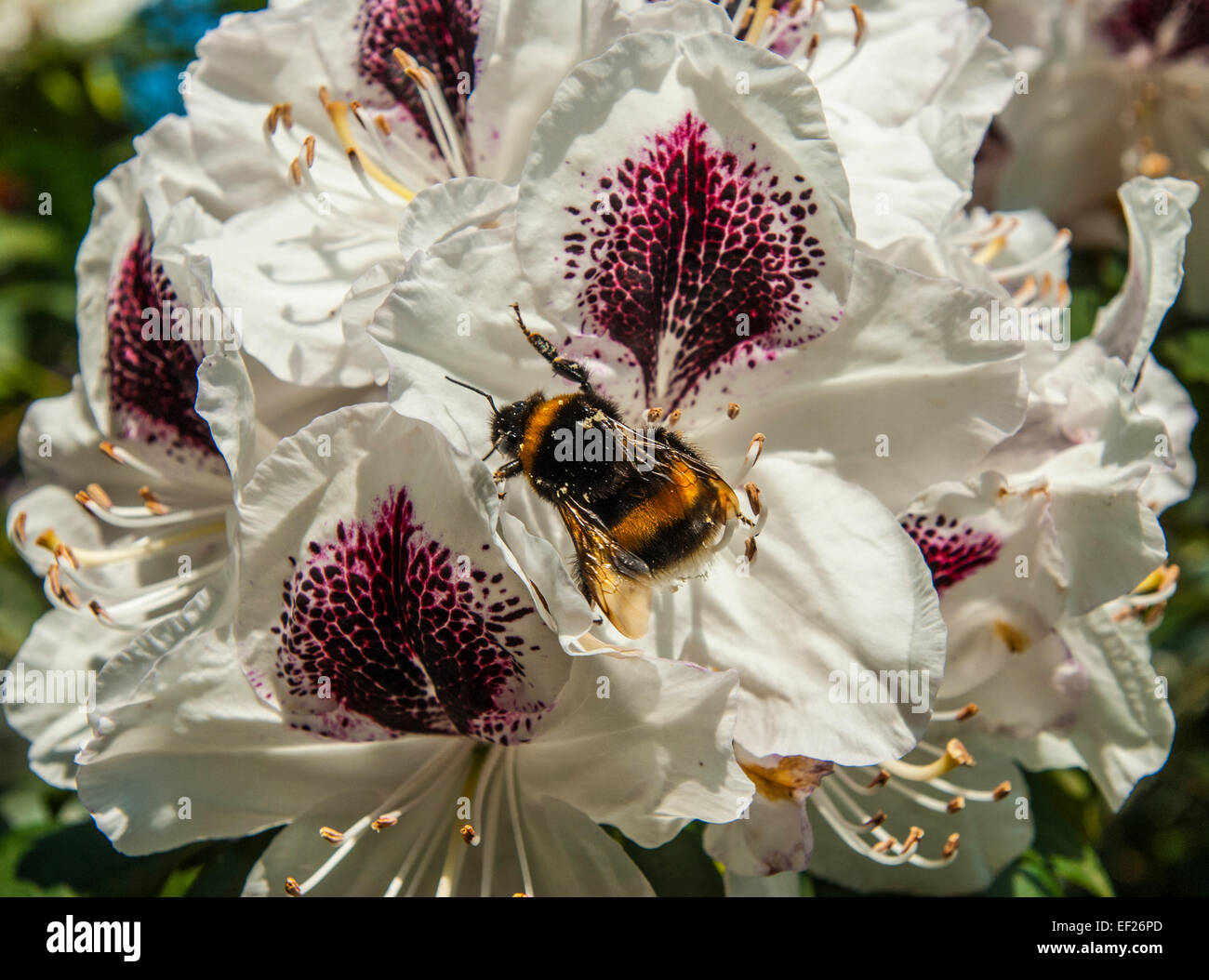 Nahaufnahme eines weißen Rhododendron Blüten Stockfoto