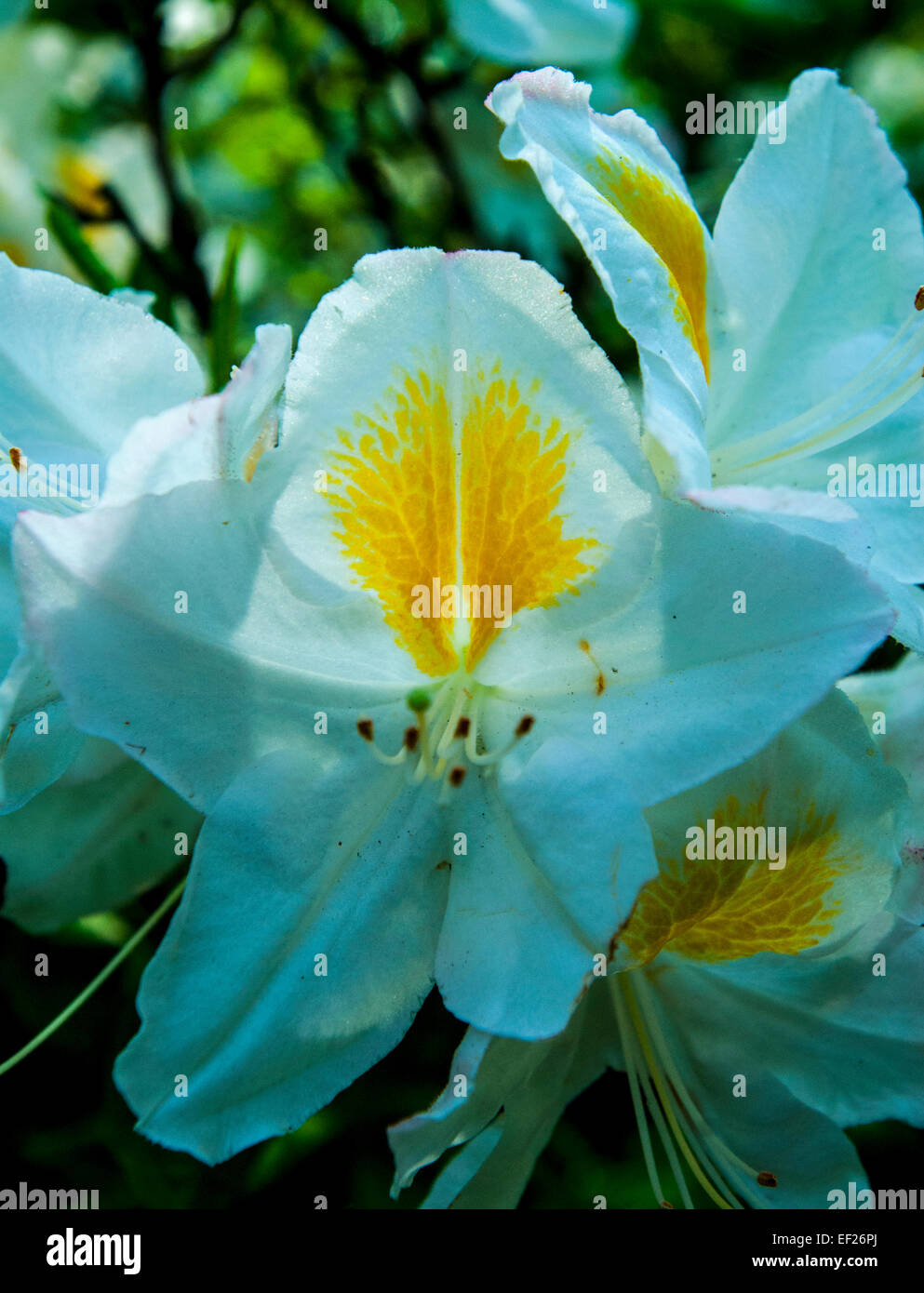 Nahaufnahme von Rhododendron weiß/grüne Blumen Stockfoto