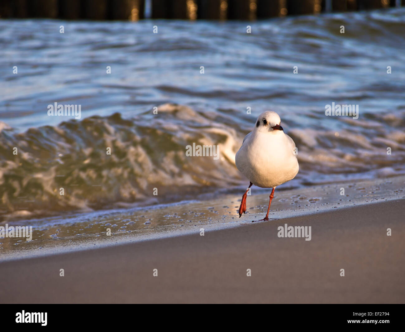Eine tanzende Möwe am Ufer der Ostsee Stockfoto