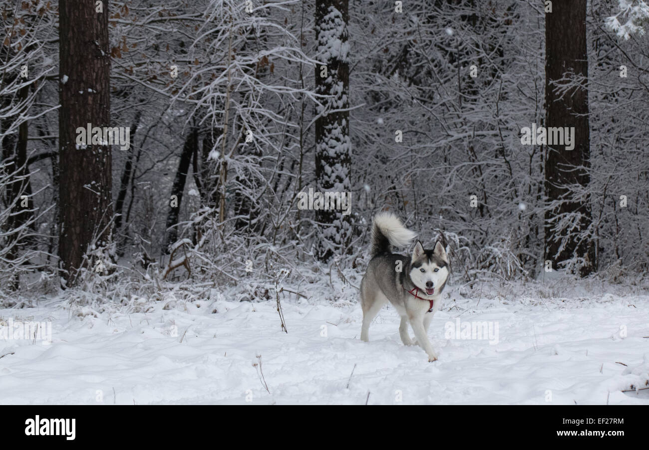 Siberian Husky Winter. Stockfoto
