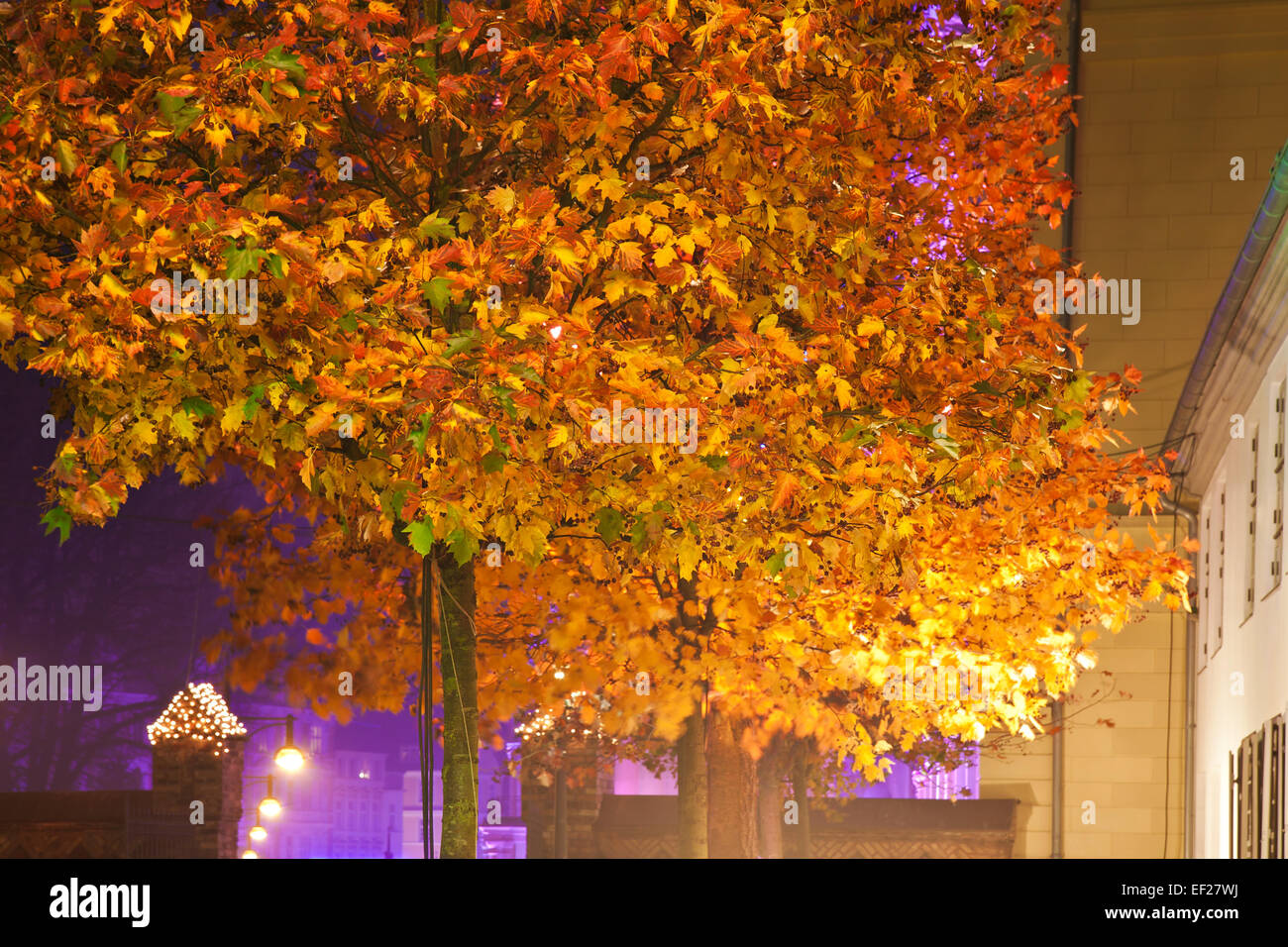 Beleuchteten Baum in Rostock (Deutschland). Stockfoto