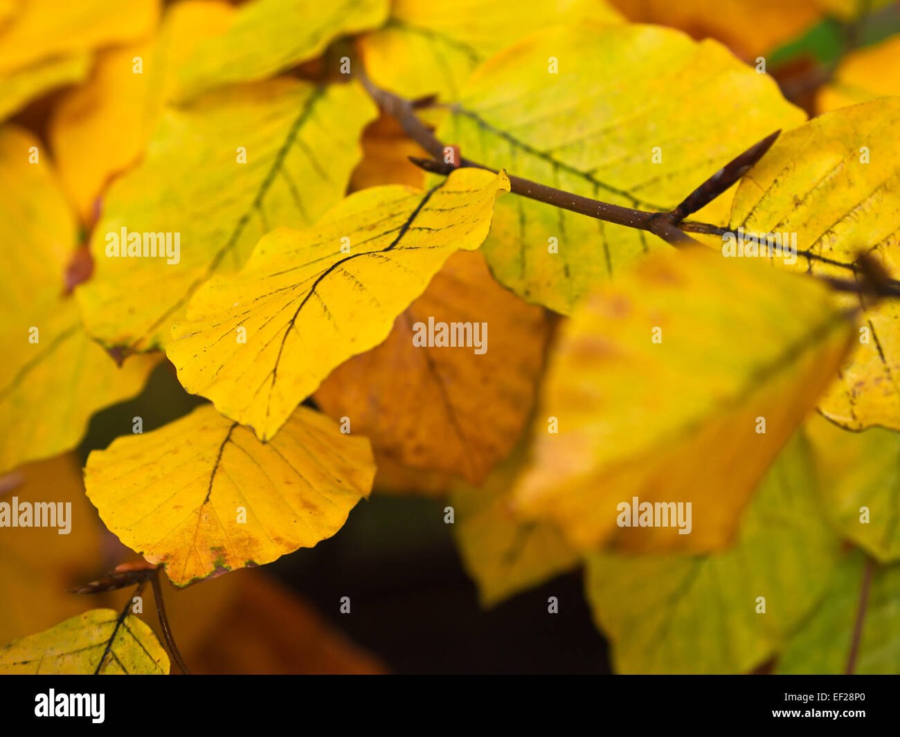 Herbstlich gefärbten Blätter. Stockfoto
