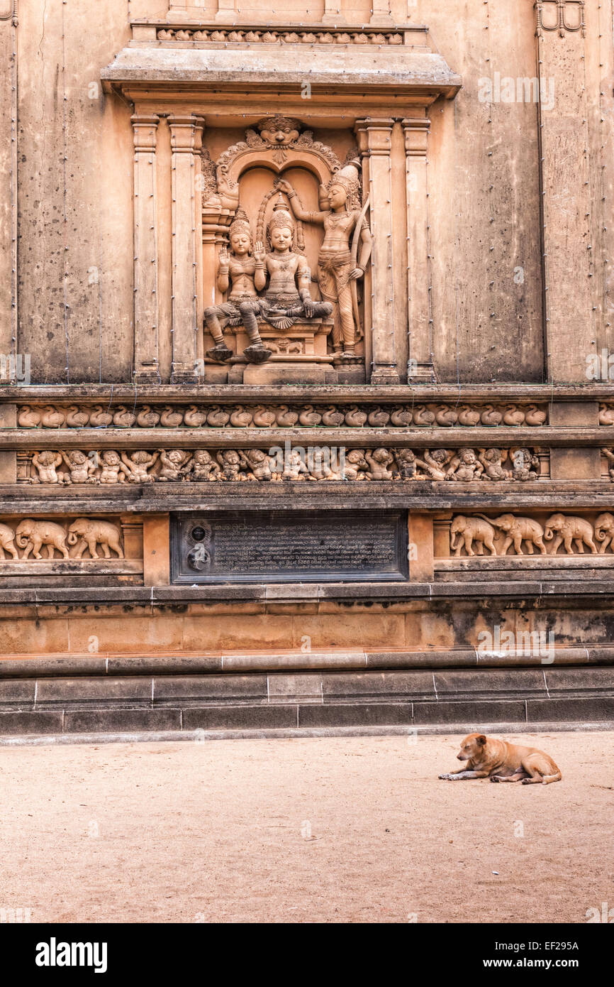 Ein streunender Hund liegt vor dem neuen Tempel Haus, Teil des erlernte Buddhistentempel, Colombo, Sri Lanka Stockfoto