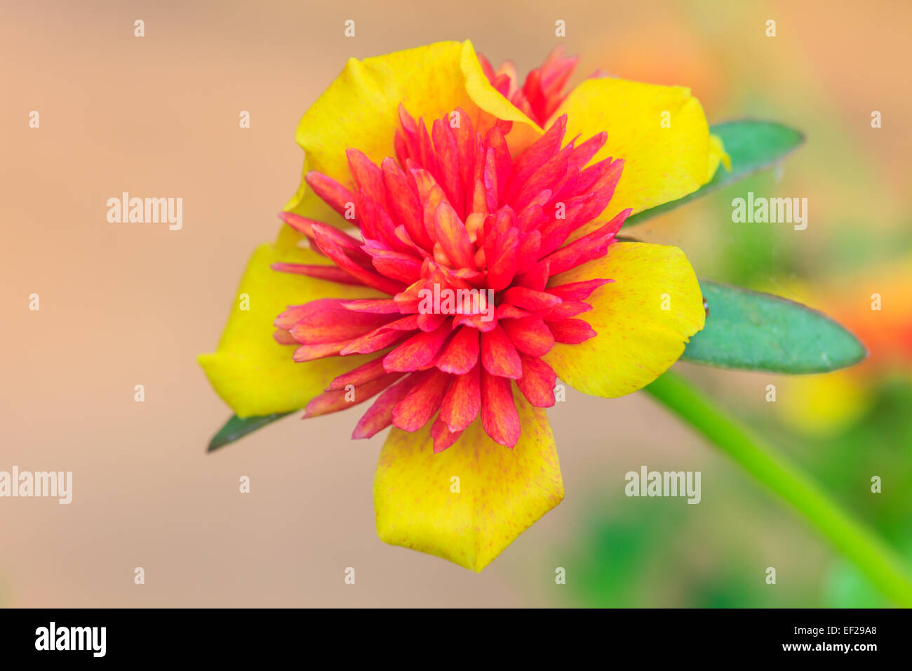 PORTULACA Blumen im Garten in Morgen Stockfoto