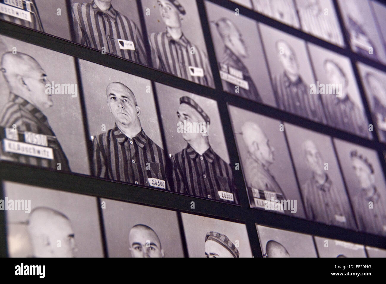 Fotos der Opfer in Auschwitz Lager des staatliches Museum Auschwitz-Birkenau Denkmal angezeigt. Stockfoto