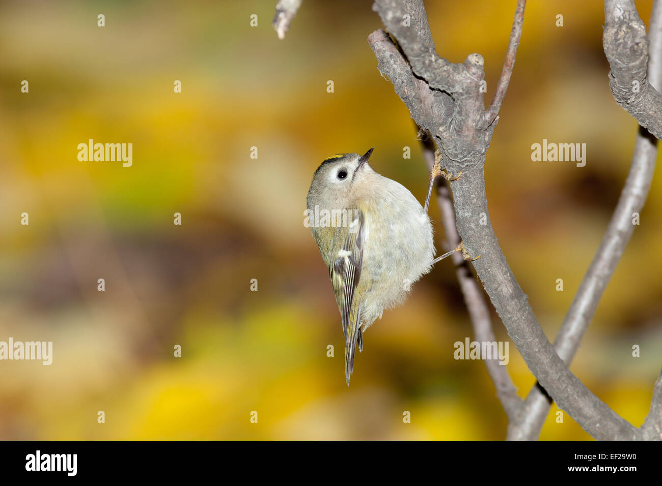Wintergoldhähnchen (Regulus Regulus). Wildvögel in einen natürlichen Lebensraum. Timirjazevsky Park, Moskau. Russland. Stockfoto