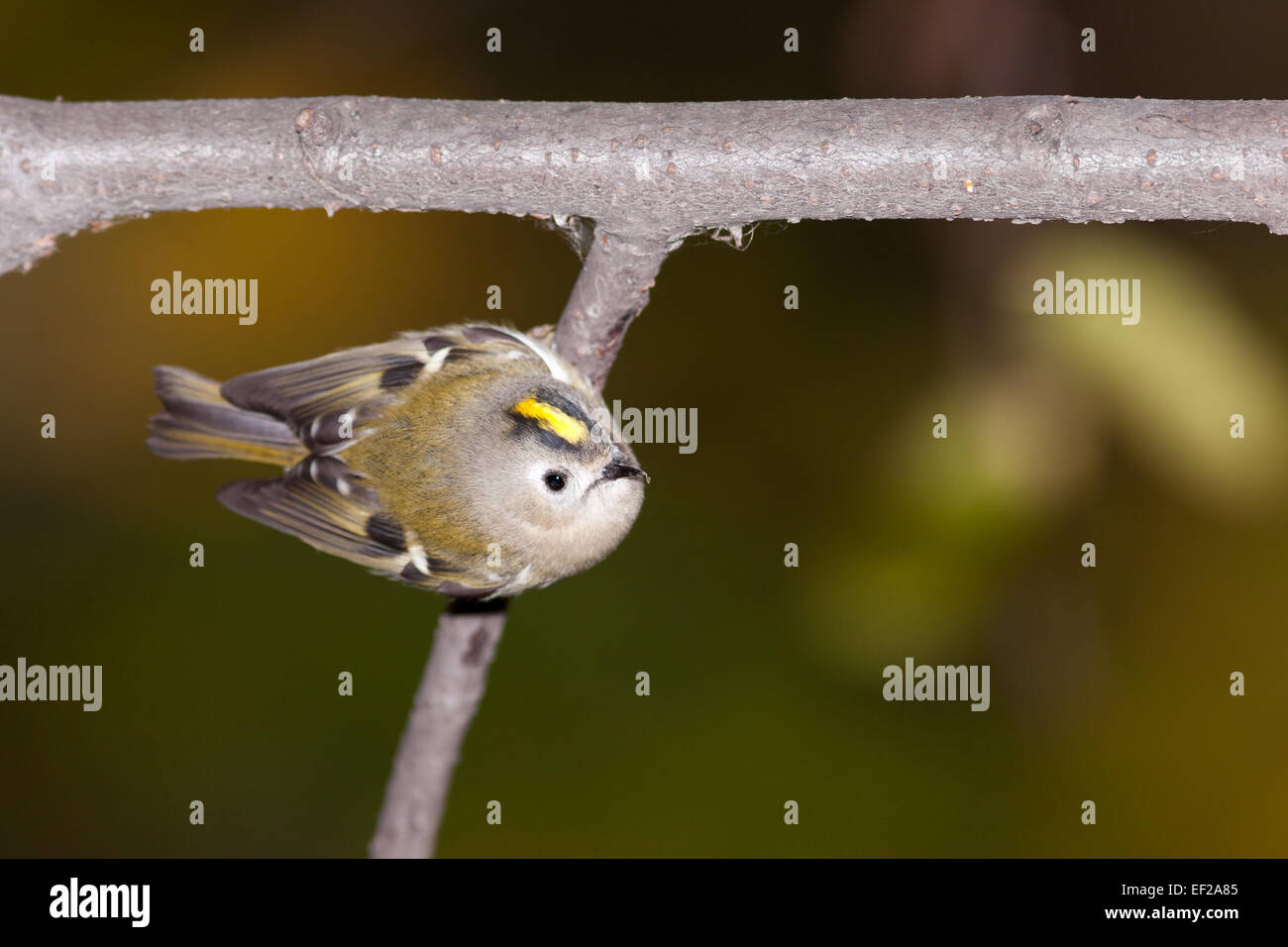 Wintergoldhähnchen (Regulus Regulus). Wildvögel in einen natürlichen Lebensraum. Timirjazevsky Park, Moskau. Russland. Stockfoto