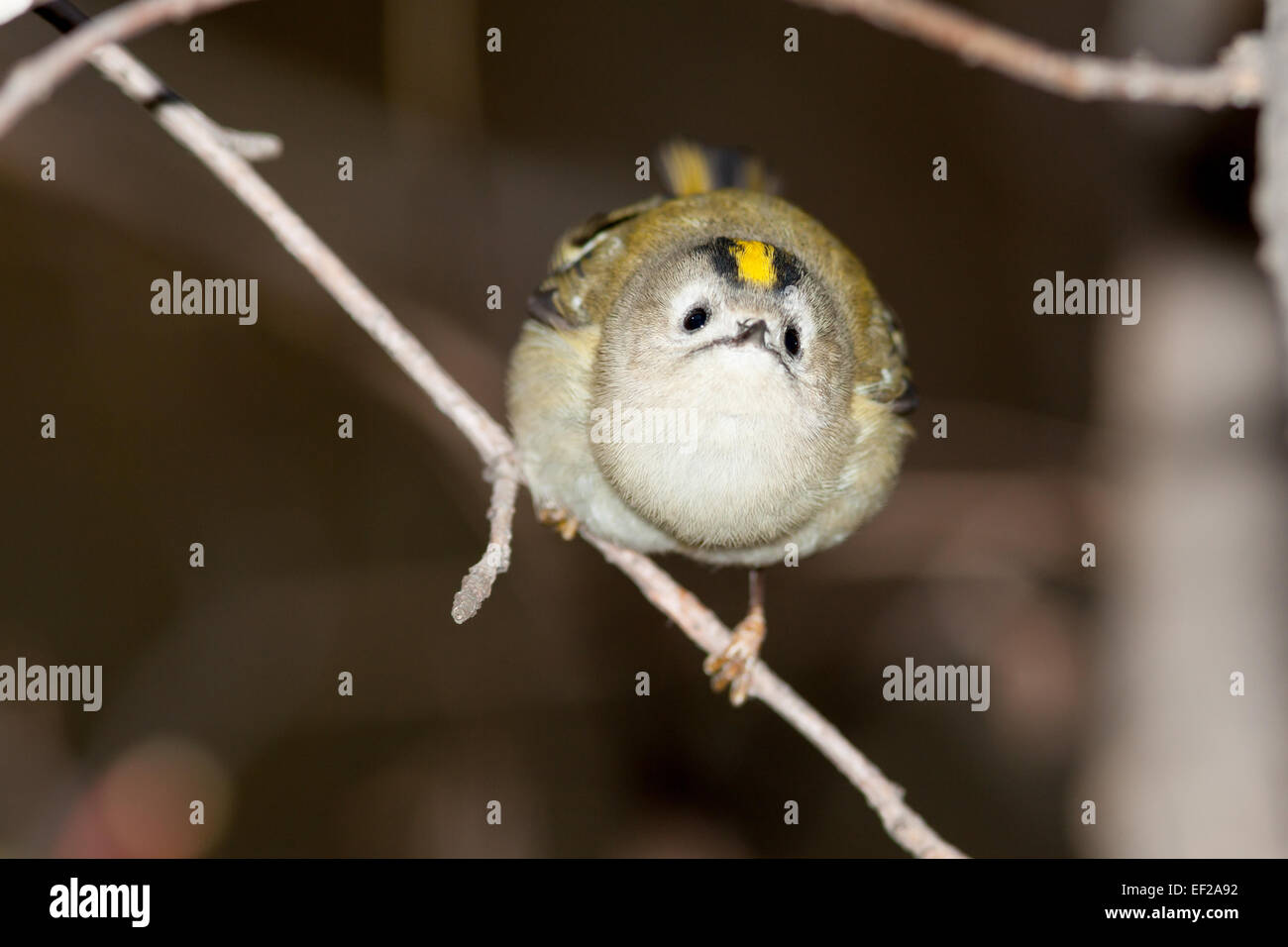 Wintergoldhähnchen (Regulus Regulus). Wildvögel in einen natürlichen Lebensraum. Timirjazevsky Park, Moskau. Russland. Stockfoto